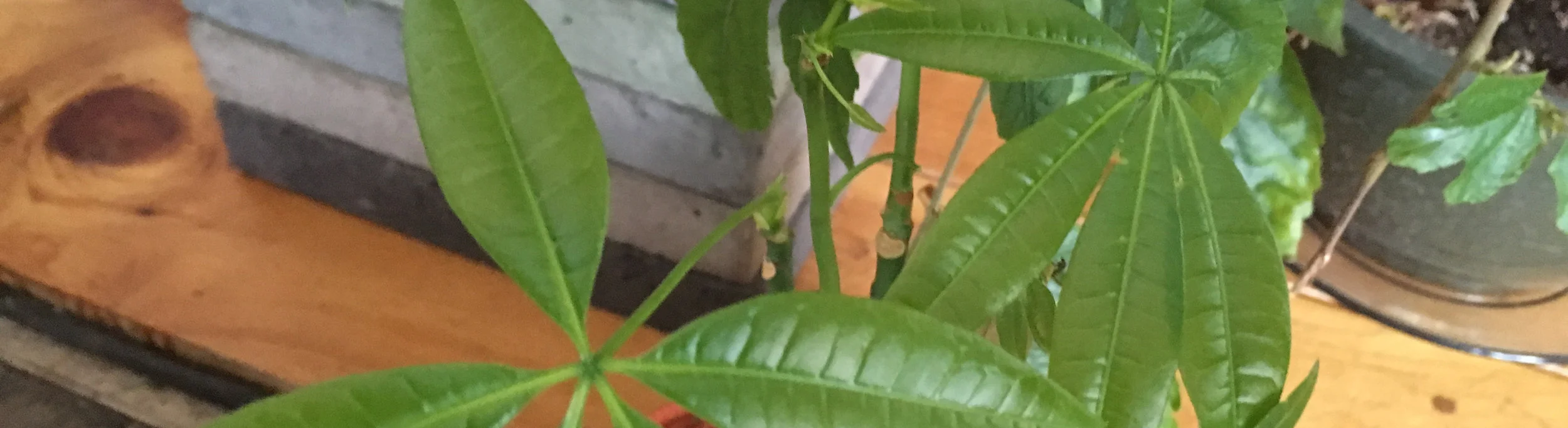 money tree.jpg
