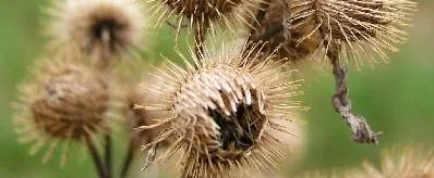 burdock.jpg