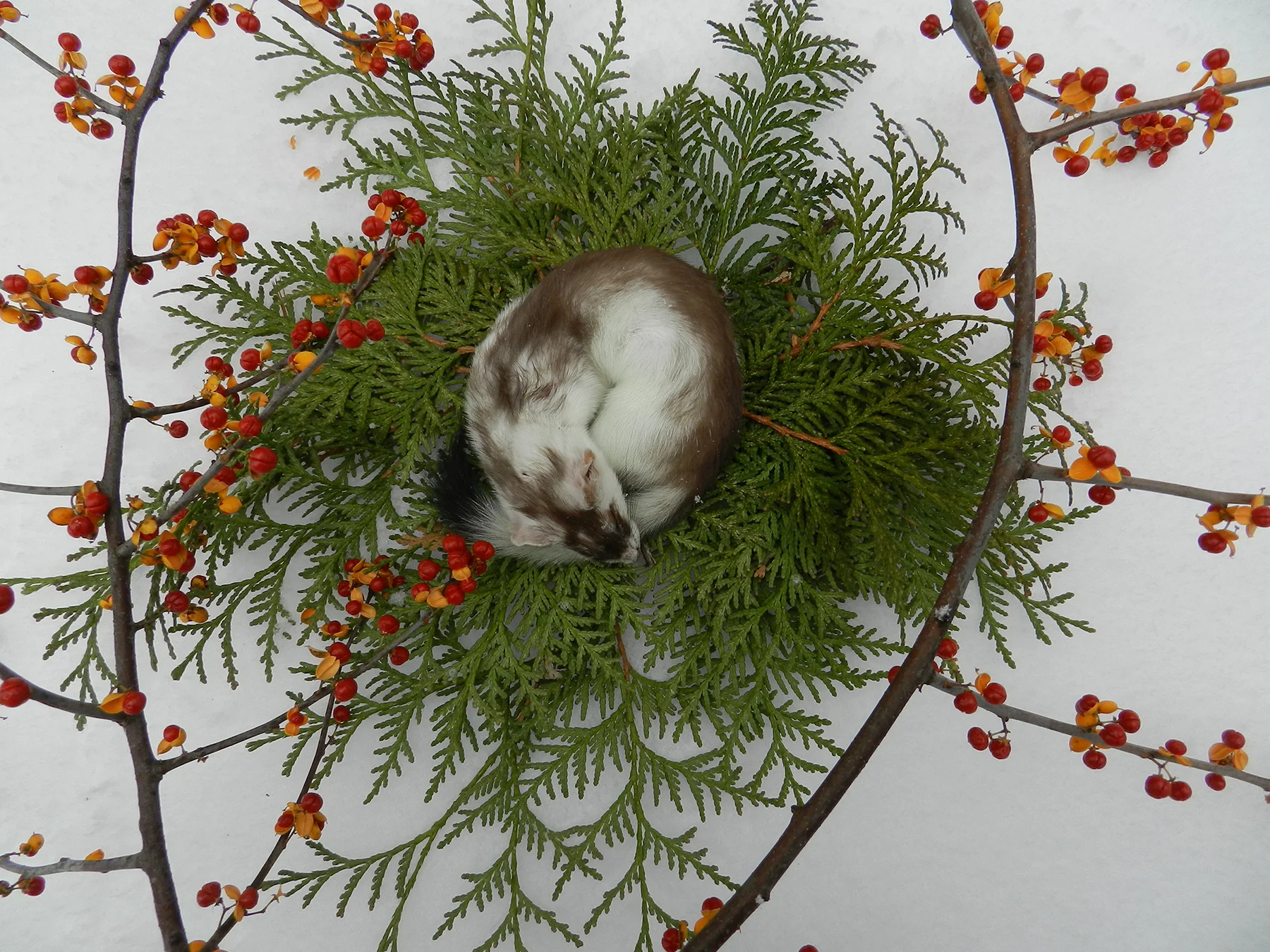 Ermine died Nov.2018 duplicate.jpg