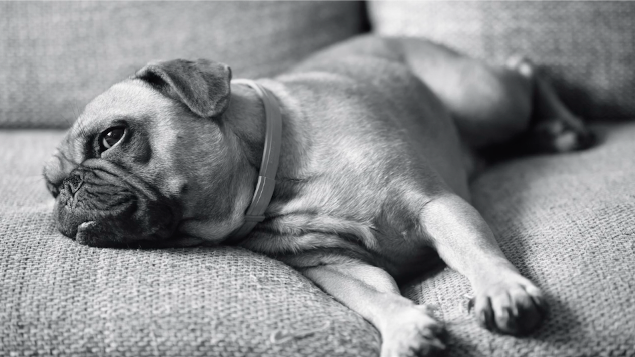 Screen Shot 2018-05-07 at 12.49.05 PM.png