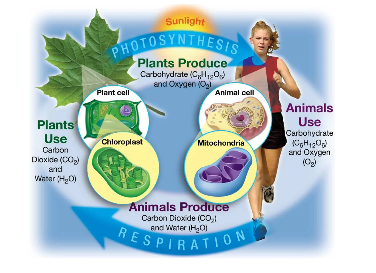 photosynrespiration.jpg