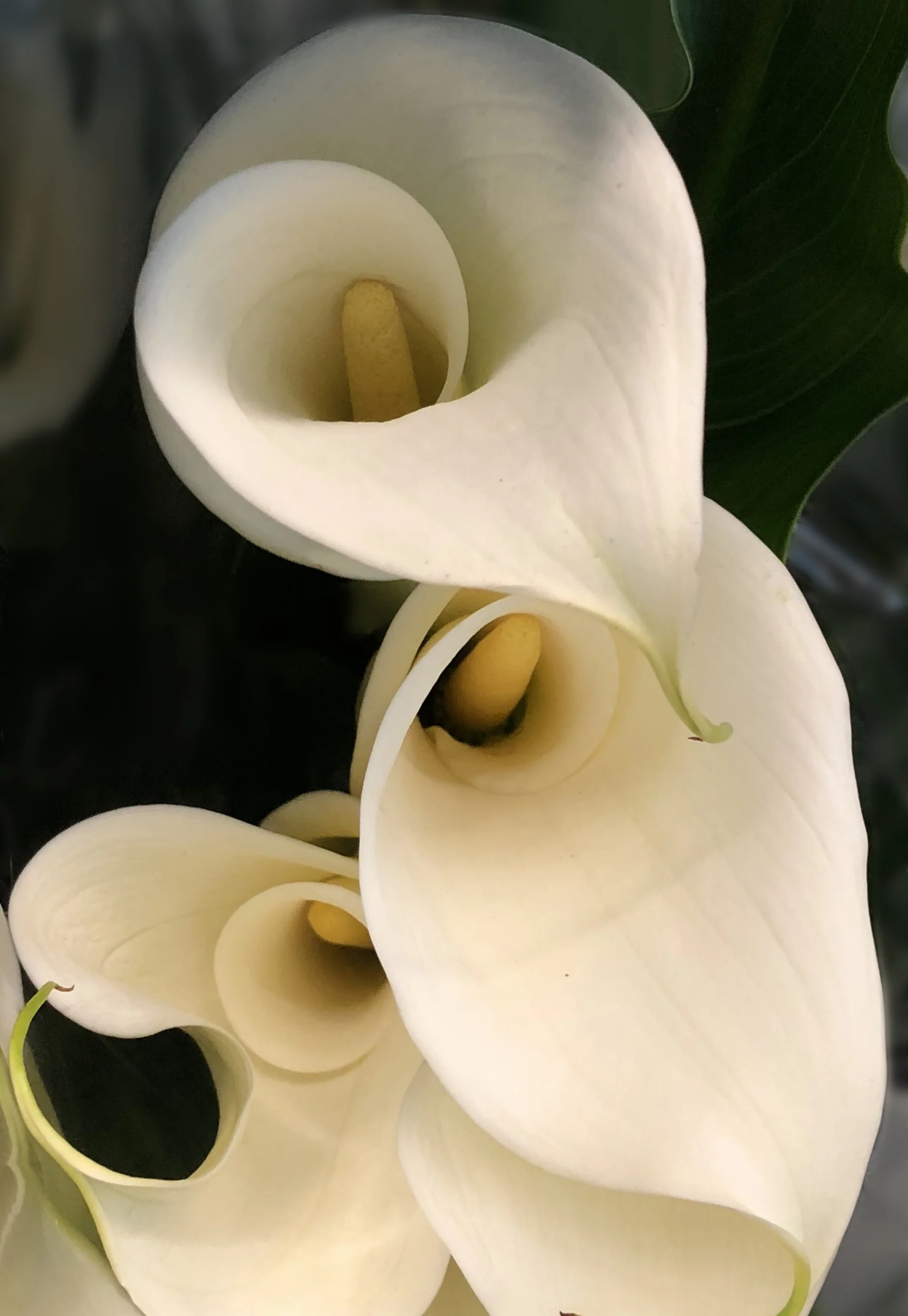 Calla Lilies