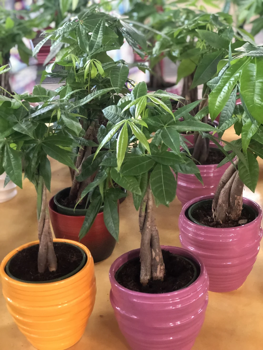 Money Tree (6)  Fannin Flowers, Inc.