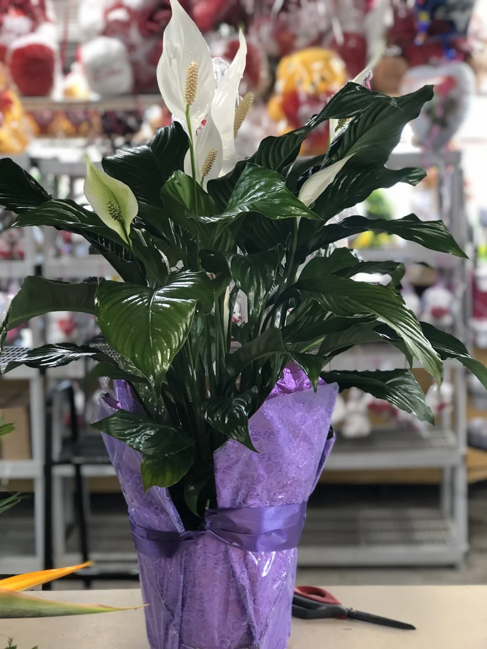 large leaf pothos Giant Hawaiian Pothos  Green Plants Boutique