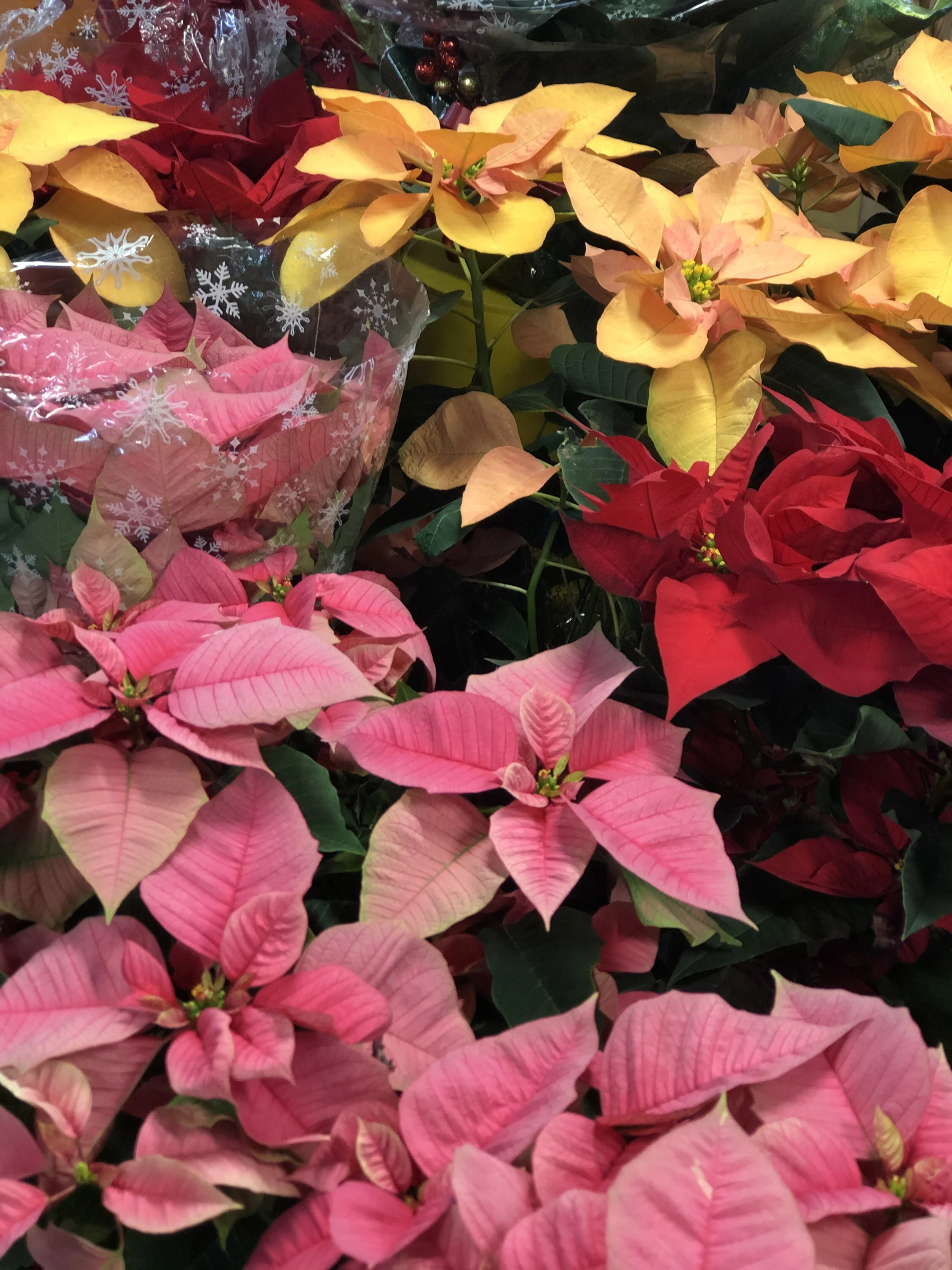 6B3F0CE2-D13C-4F0F-81C1-D42A2B2FA9AD