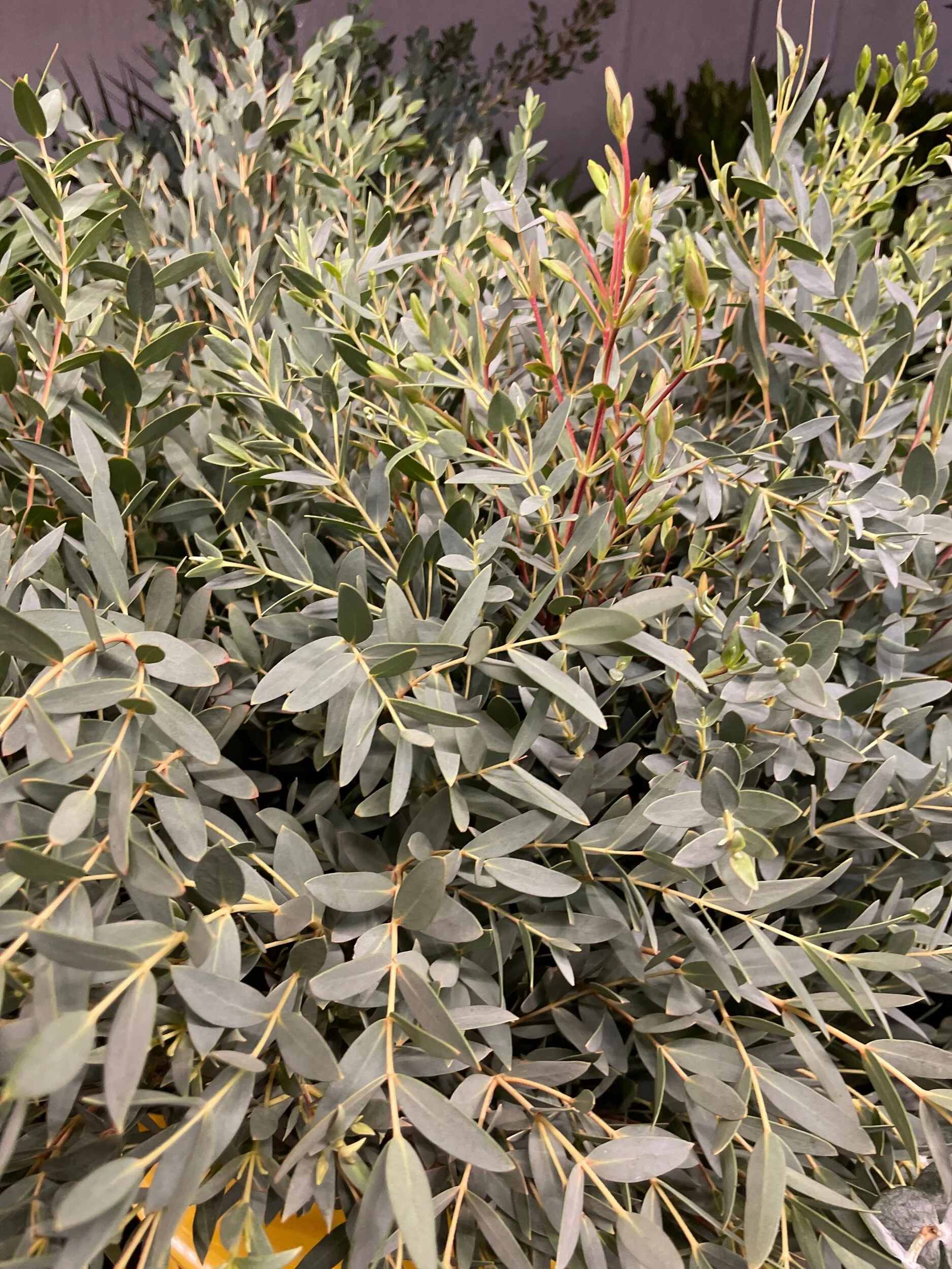 FDA37C65-3A49-43AC-BC9D-16A3D98A7A24