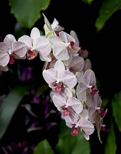 AoSF Gallery Member Exhibition