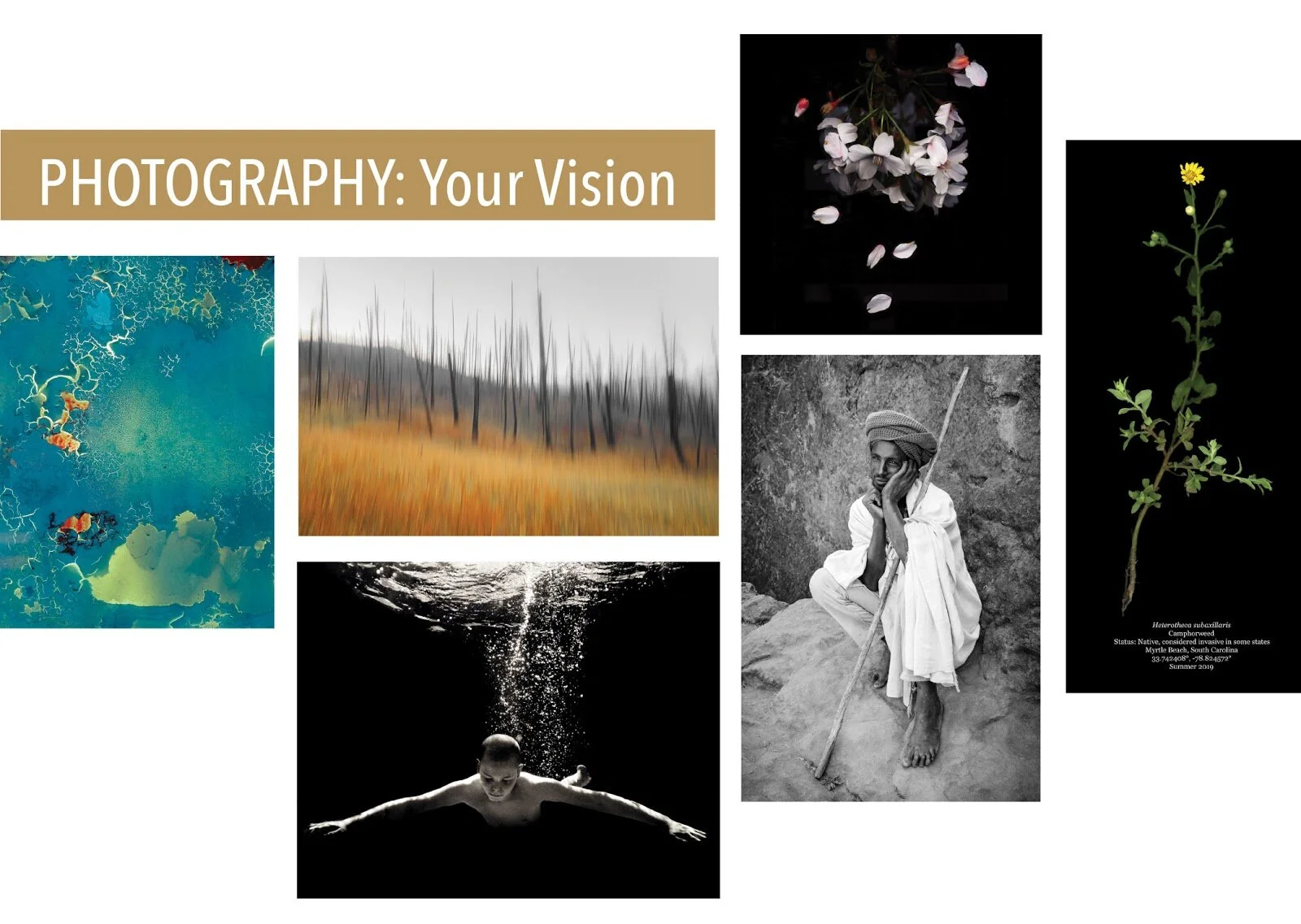 “Photography: Your Vision” at D'art Gallery