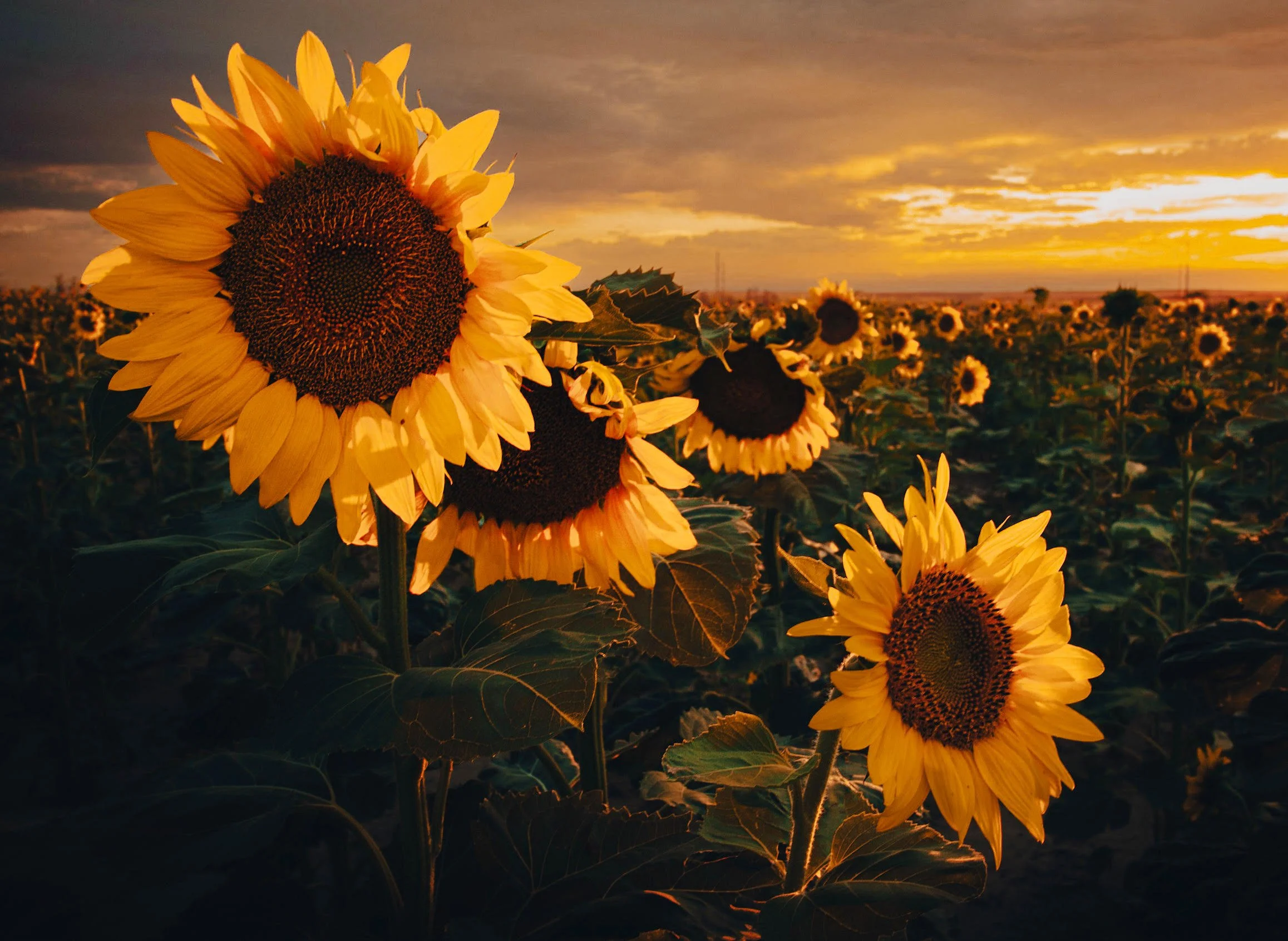 SUNFLOWERS