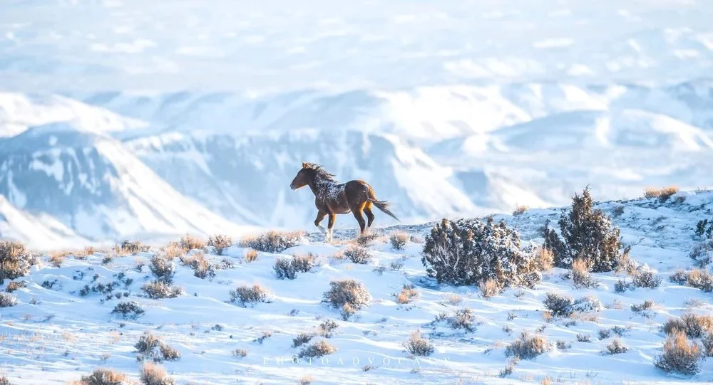 "The Wild Ones: An Untamed Portrait of the American West" at D'art Gallery
