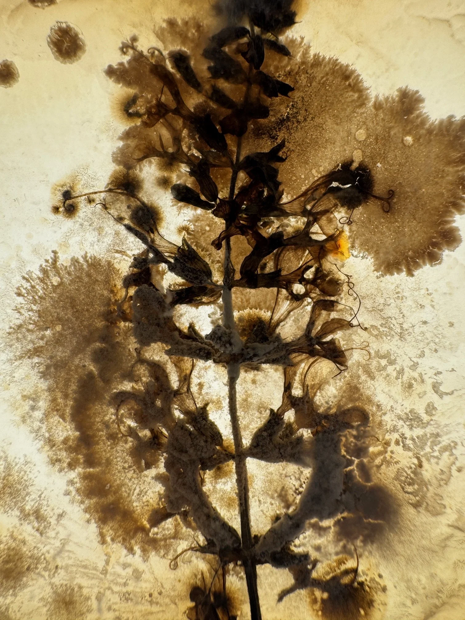Collective Nouns at Center for Visual Art