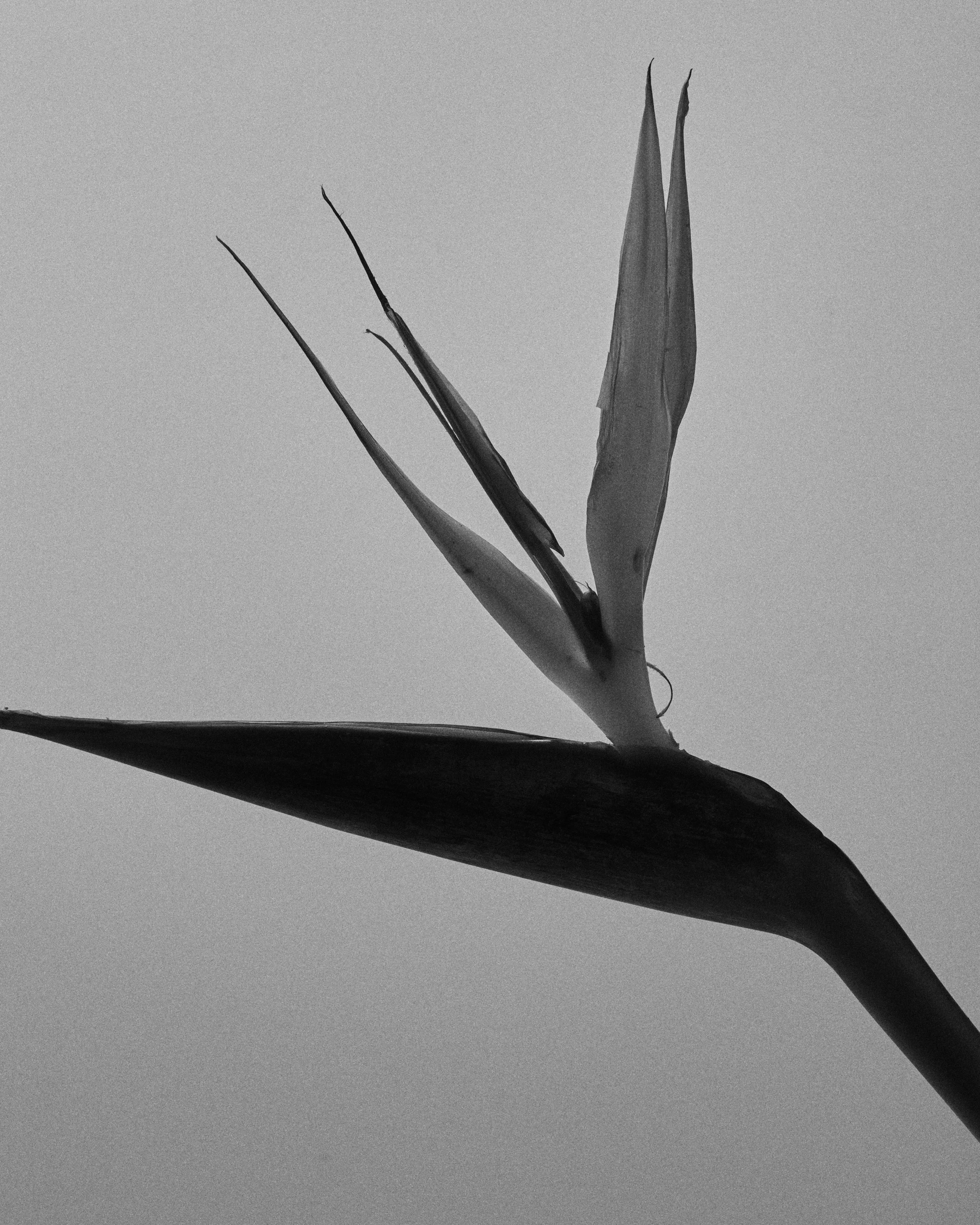 flower_studio 3.jpg