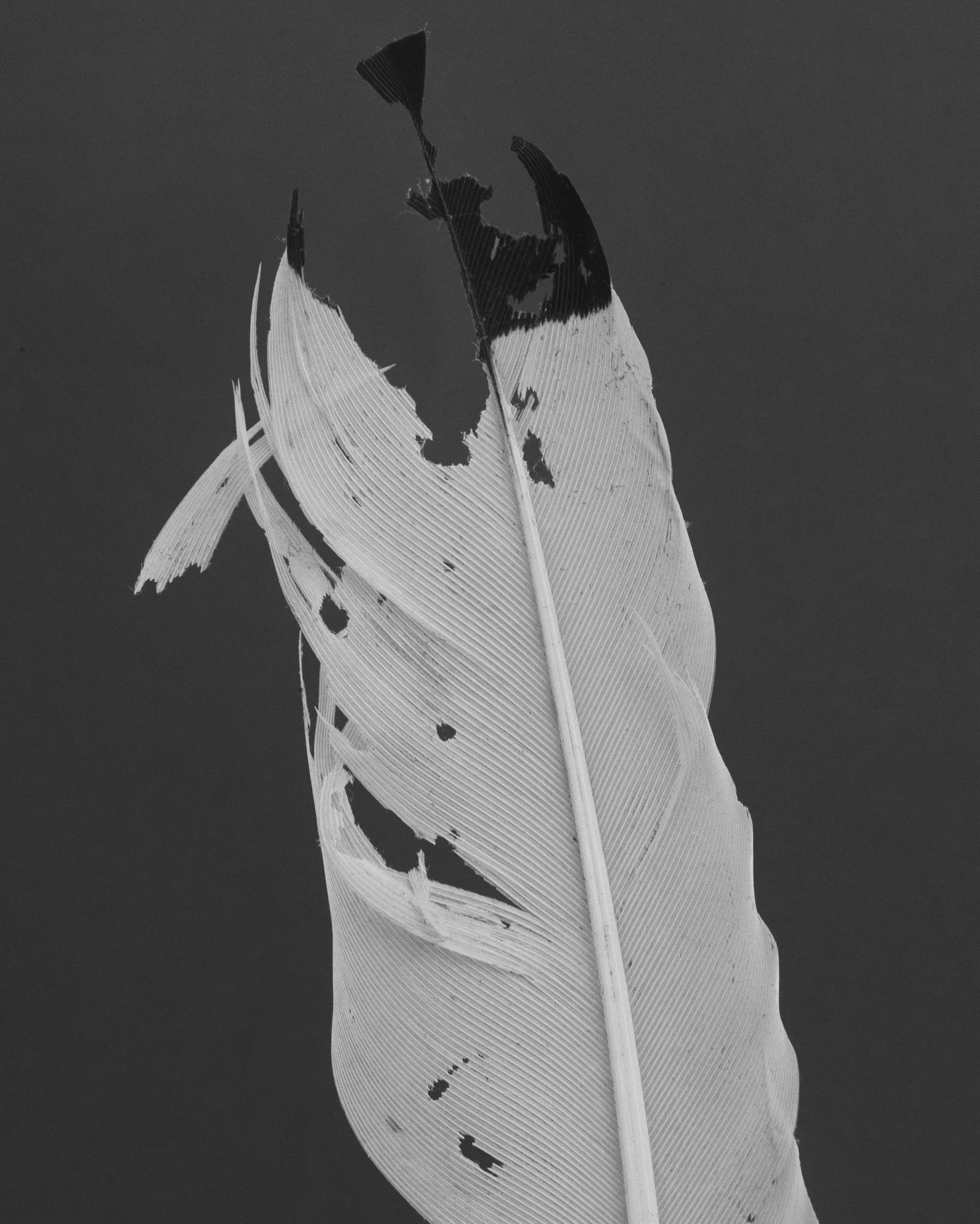 feather 1.jpg