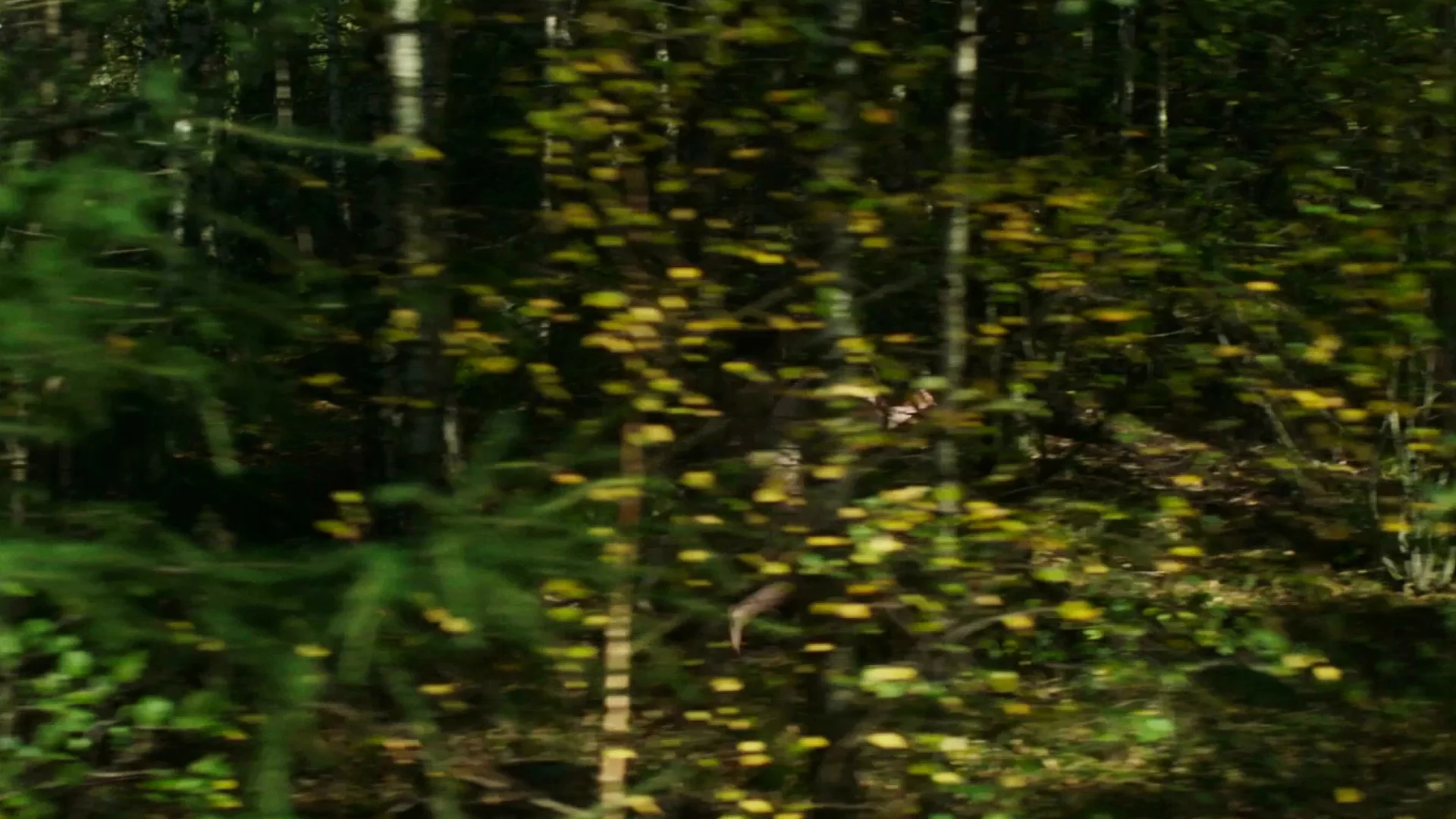 Border Trailer 4.jpeg