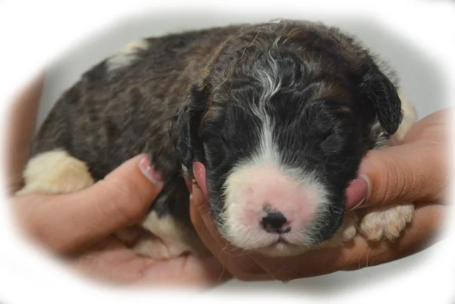 saint bernard and poodle mix