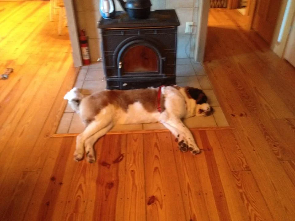 Missy-Saint-Bernard3.jpg