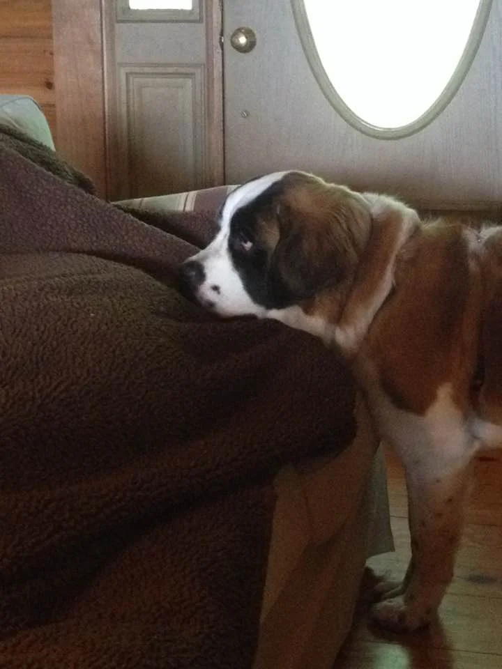 Missy-Saint-Bernard2.jpg
