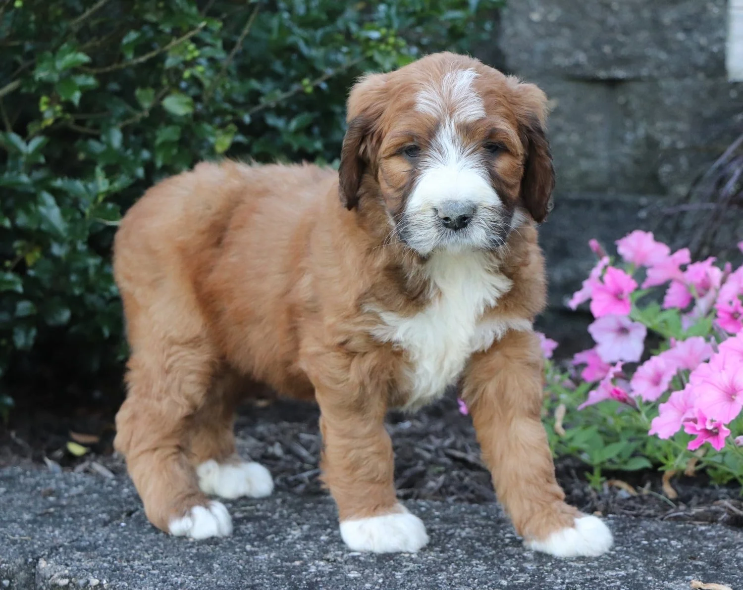 Mini St Bernard Poodle For Sale Berdoodle Dog Breed St Berdoodle