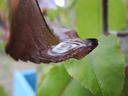 "I'm trying to make people observe how art and nature are in my world and what I see in my daily life." Elizabeth 7th