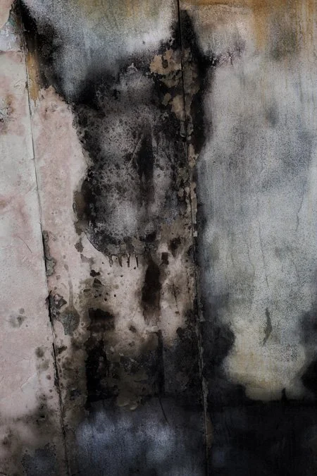 abstract and surreal dog.jpg