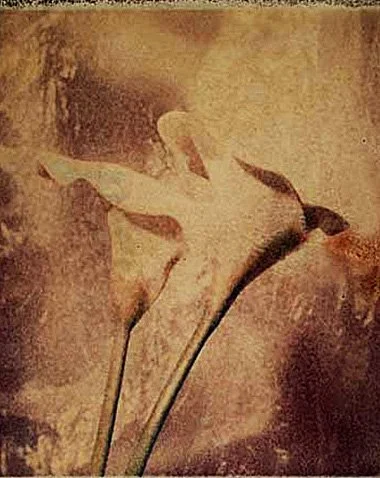 flowerpola.jpg