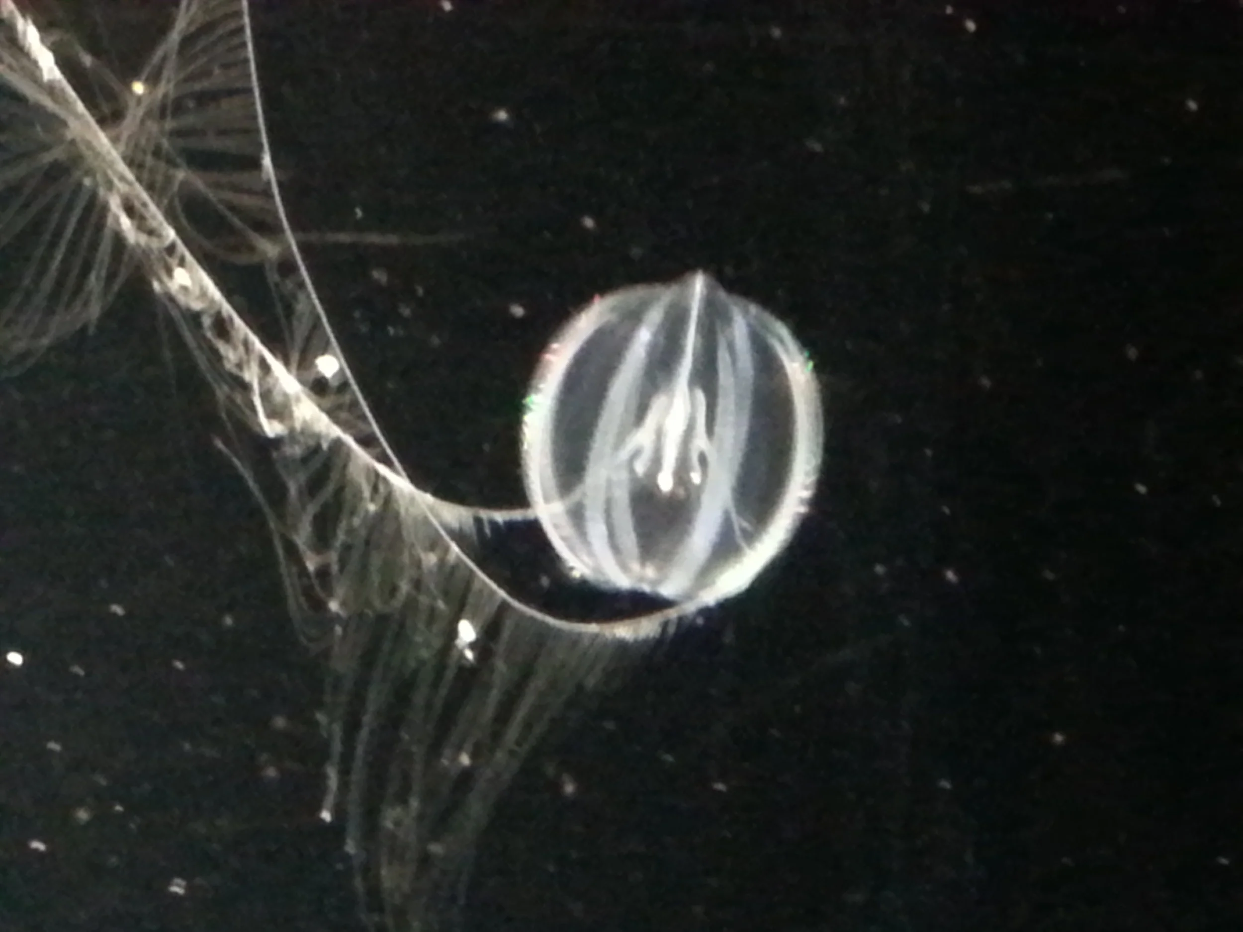 More Stolen Prompts AND Even a Sample Poem—Thanks, Twitter Poets!!!