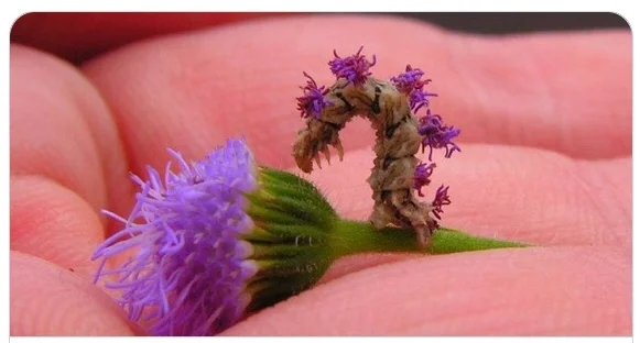 Camouflage—A Poetry Prompt for Hiding