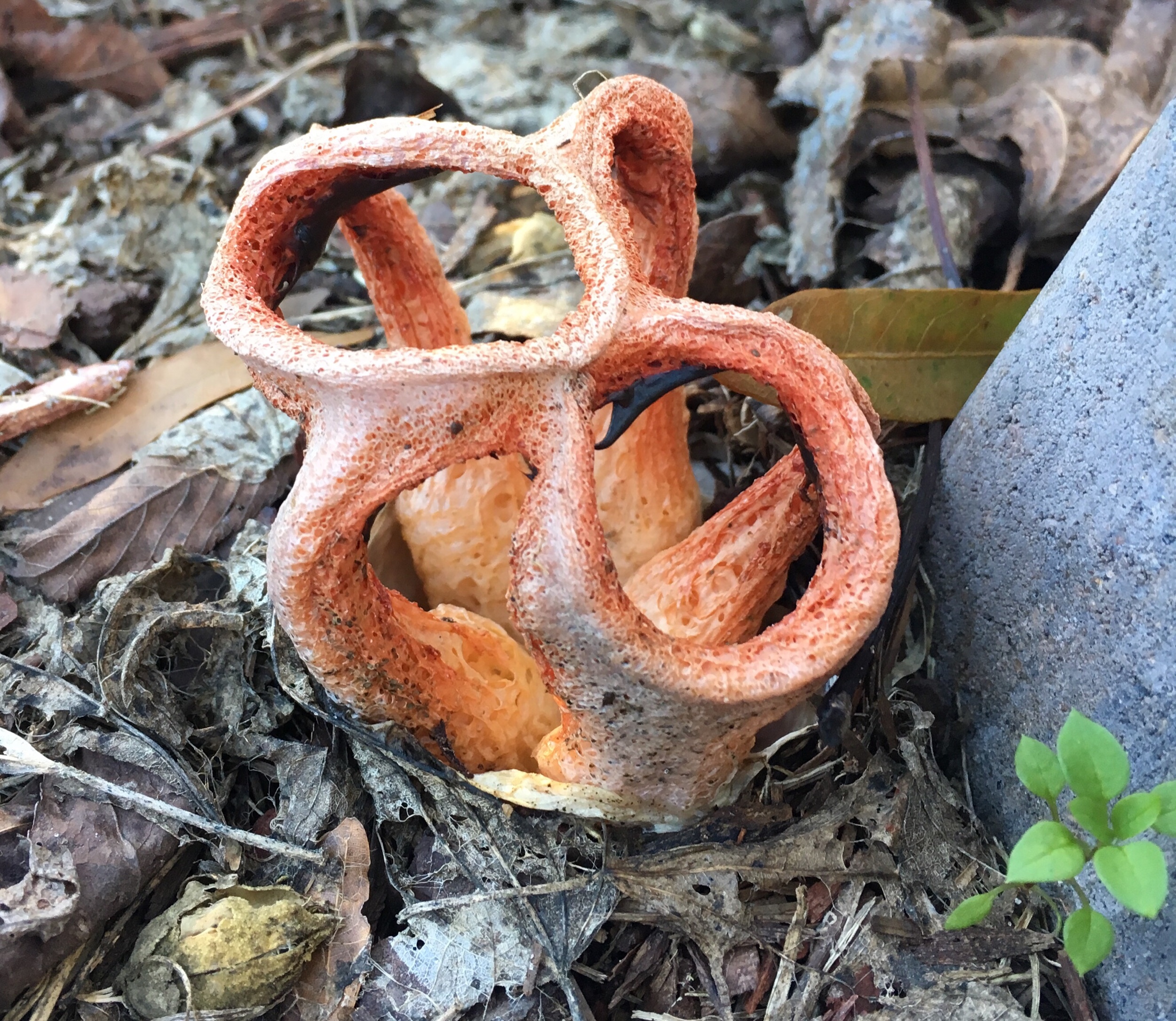 Prompts Inspired by Heather Derr-Smith