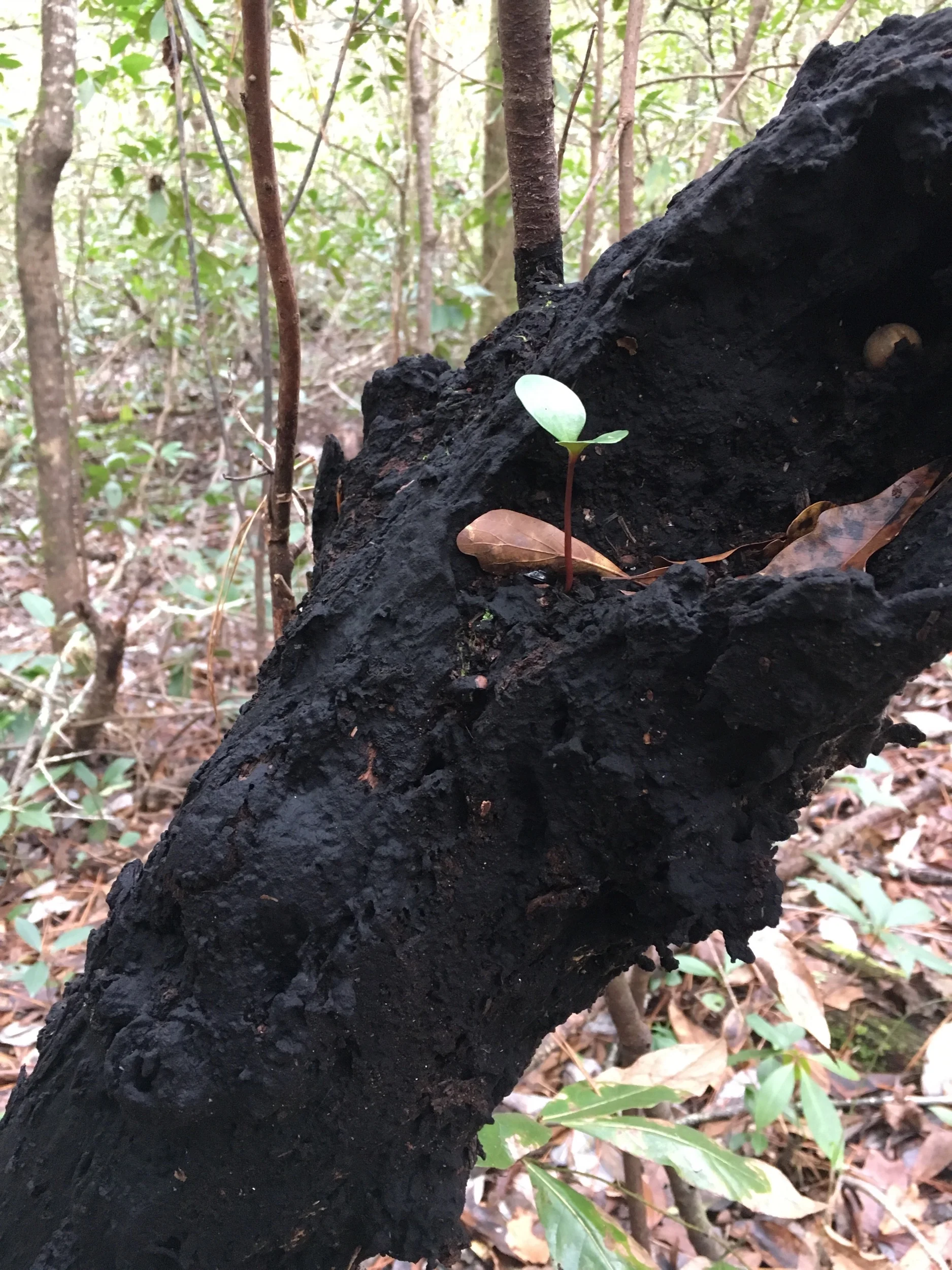 Mad Lib a Meme and Odd Conversations: The What-Were-You-Thinking Prompts