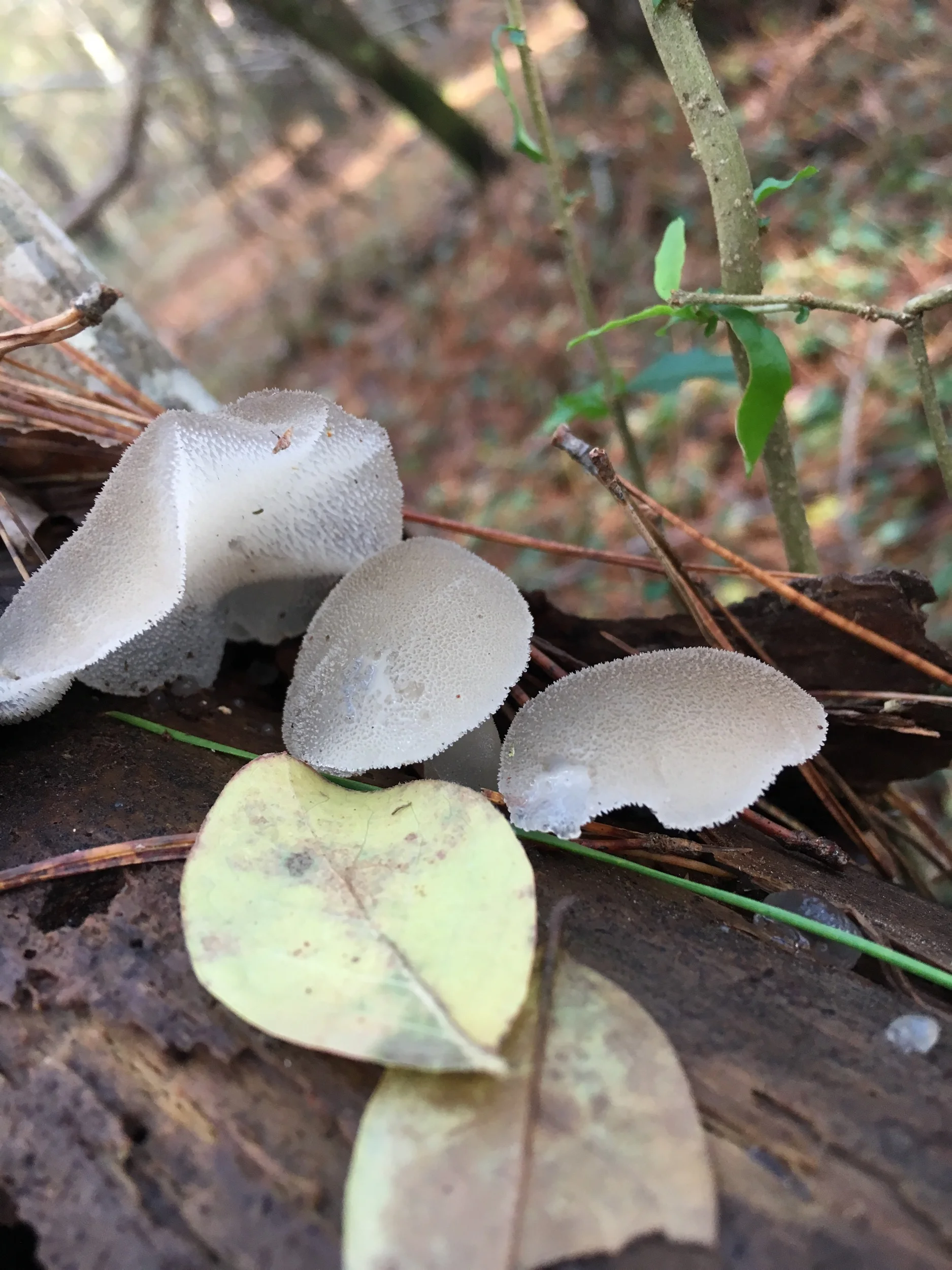 Reverse a Life, a Death, a Tragedy—Prompts Inspired by Sean Shearer