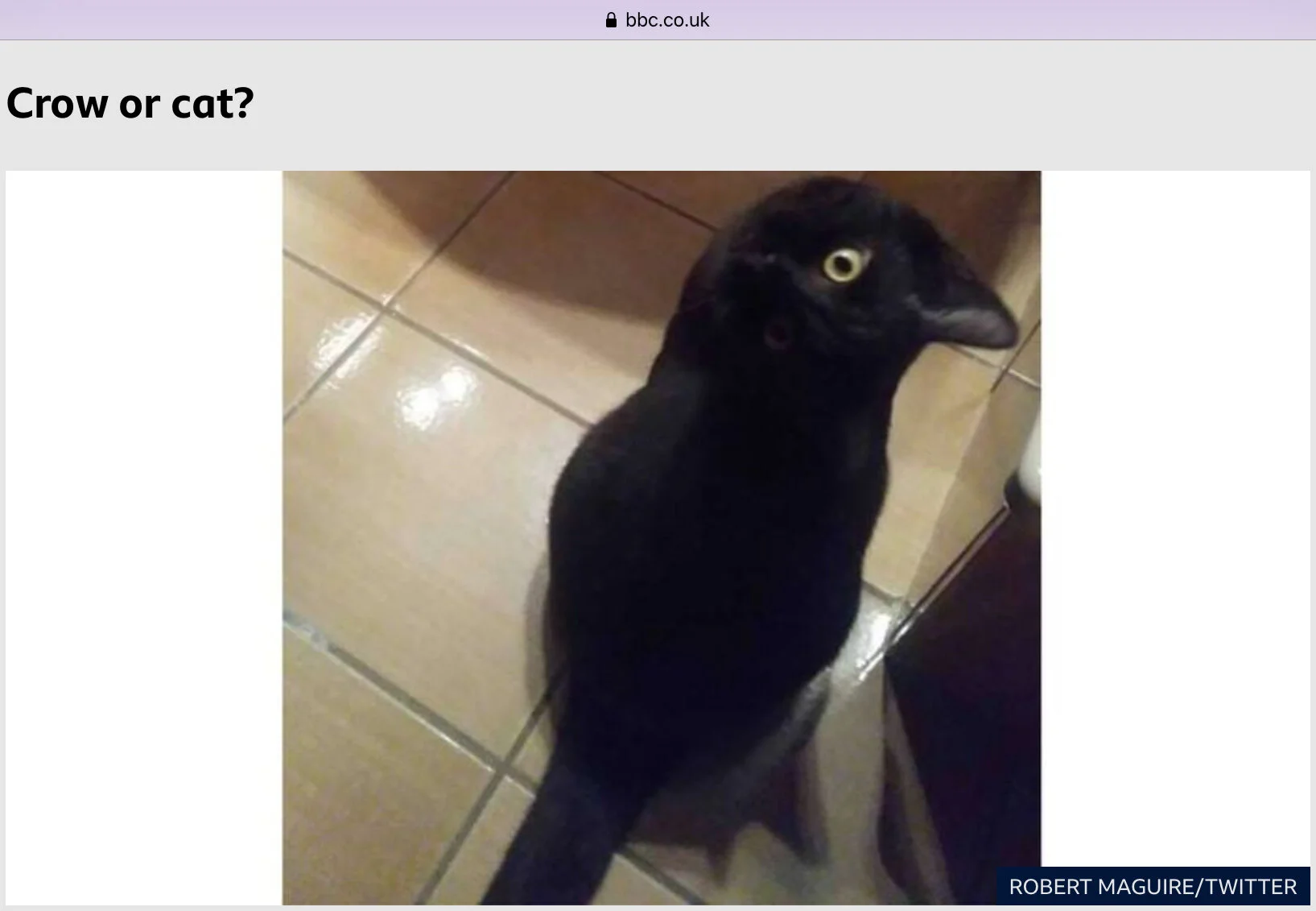 Bad Optics—Prompts for the Deluded and Denuded