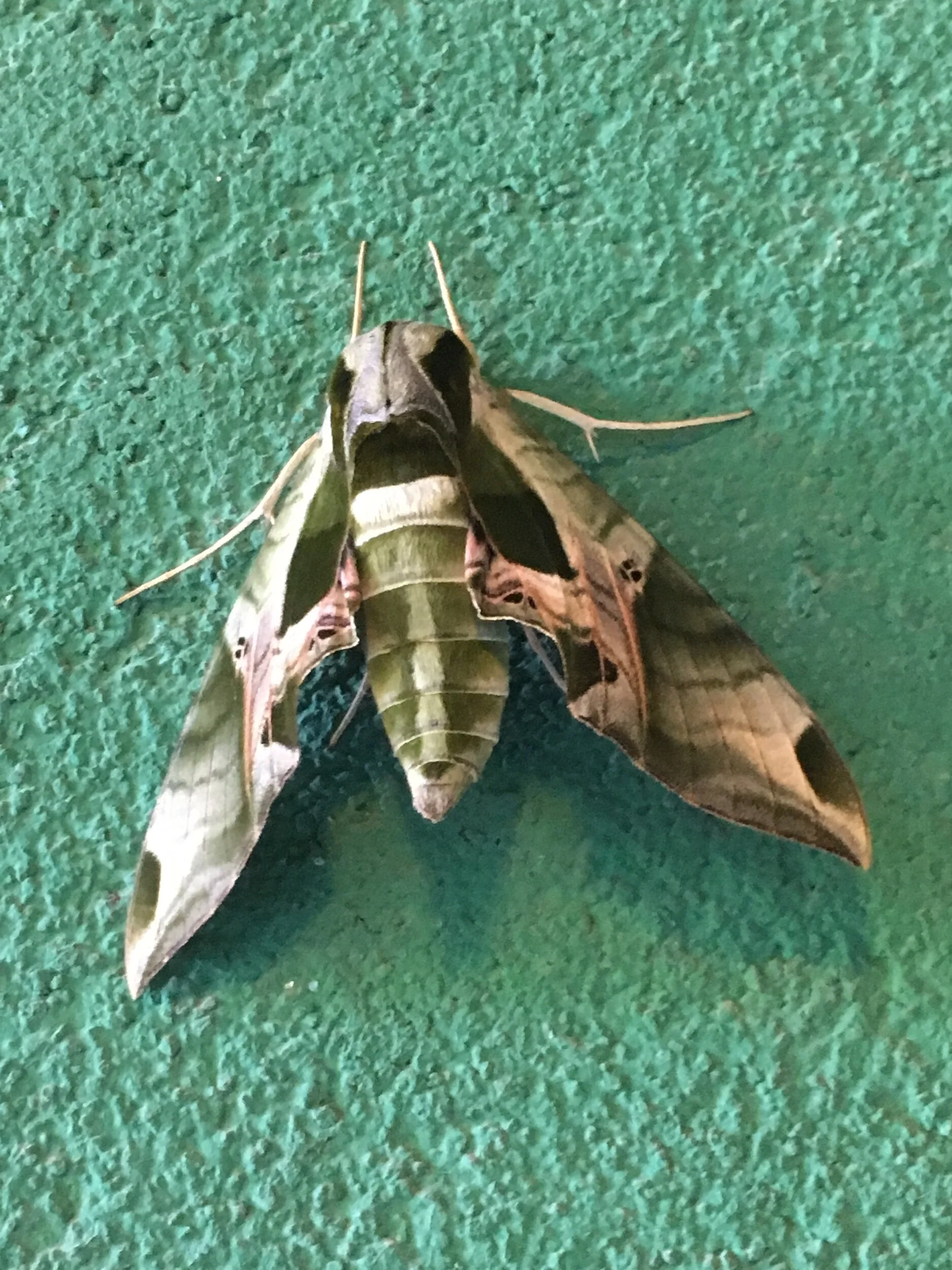 Let’s Science the Shit Out of This, or Let’s Shit This Science Up—Prompts from Bad Science Tweets