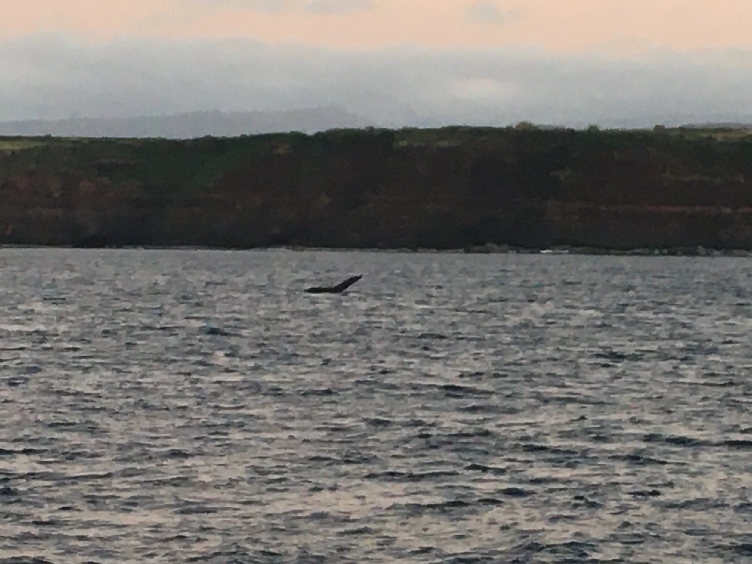 The Loneliest Whale in the World—Prompt for the 52 Hertz Whale