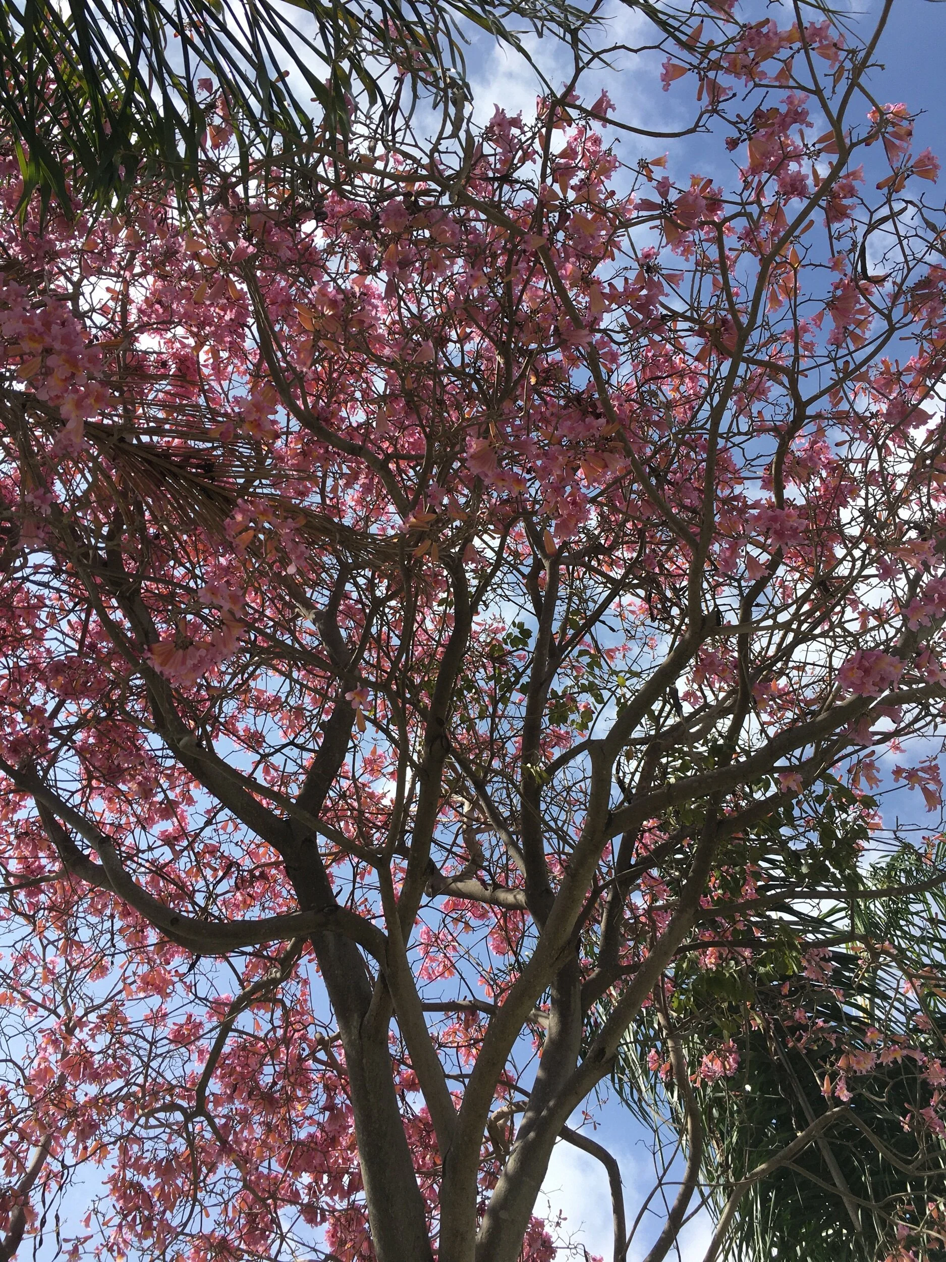 Mother’s Day—Prompts