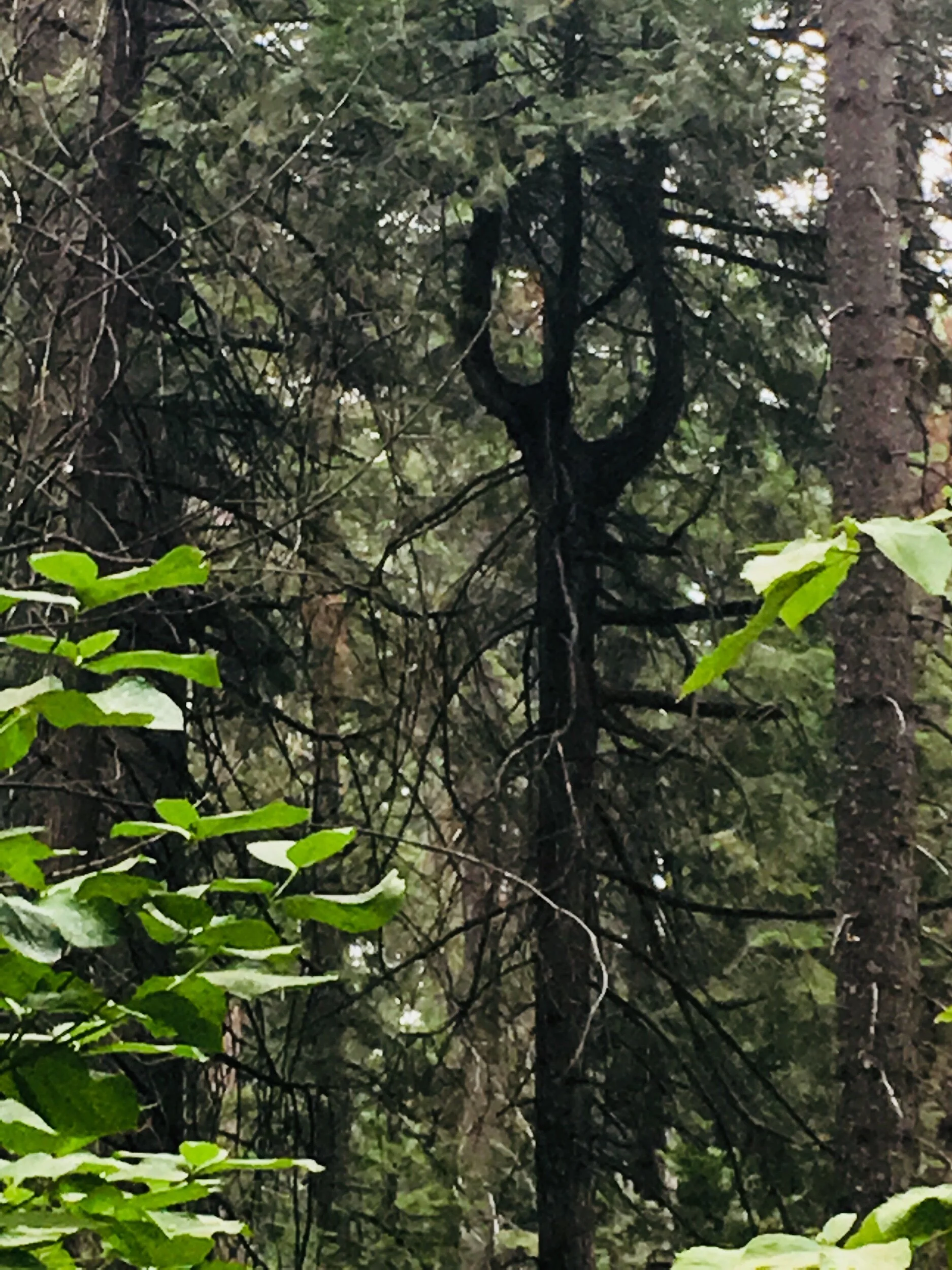 More Twitter Thefts—An Editing Suggestion and Prompt