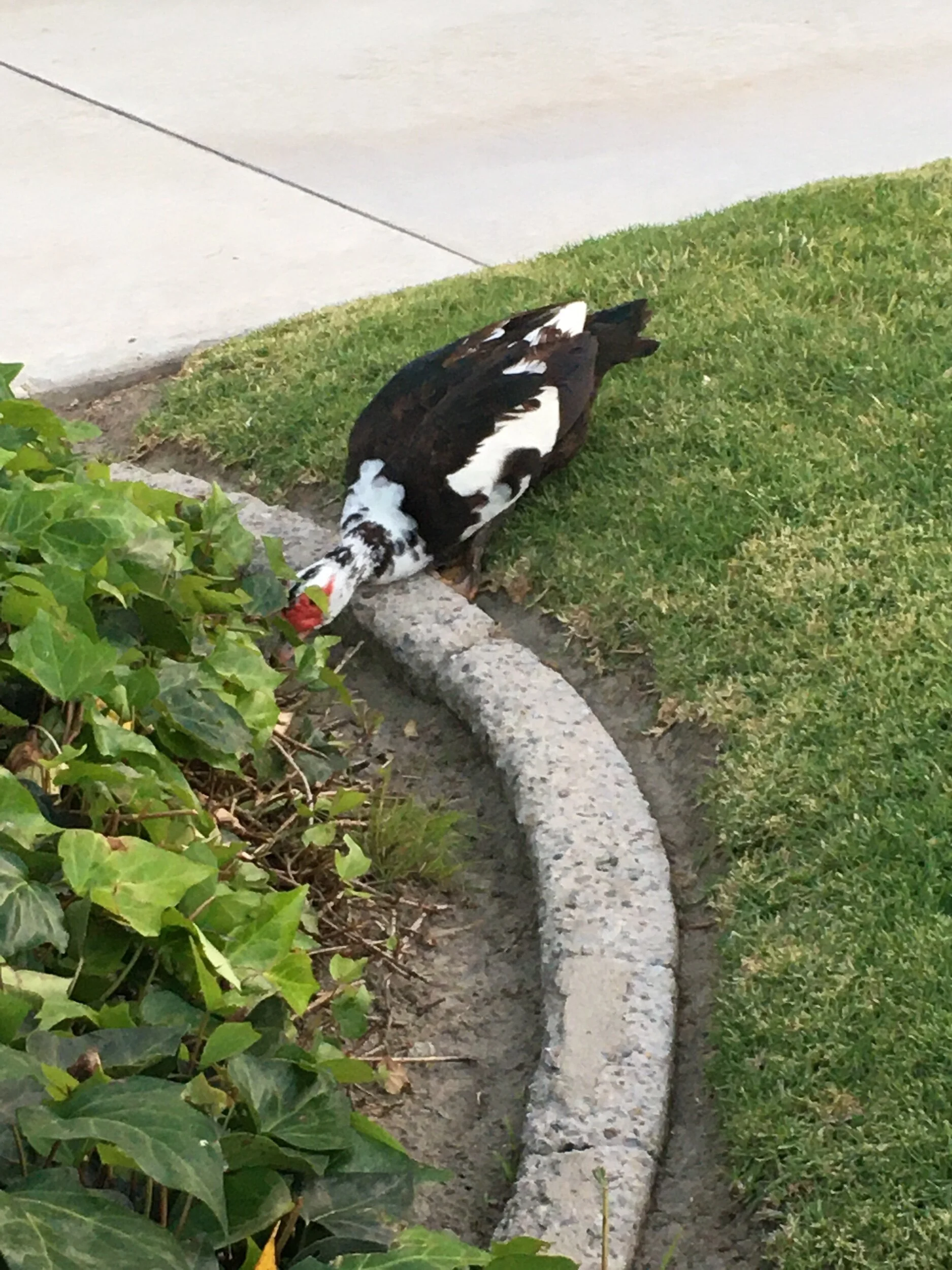 Another Stolen Twitter Prompt—Gathering Your Field of Ducks (per Autocorrect)