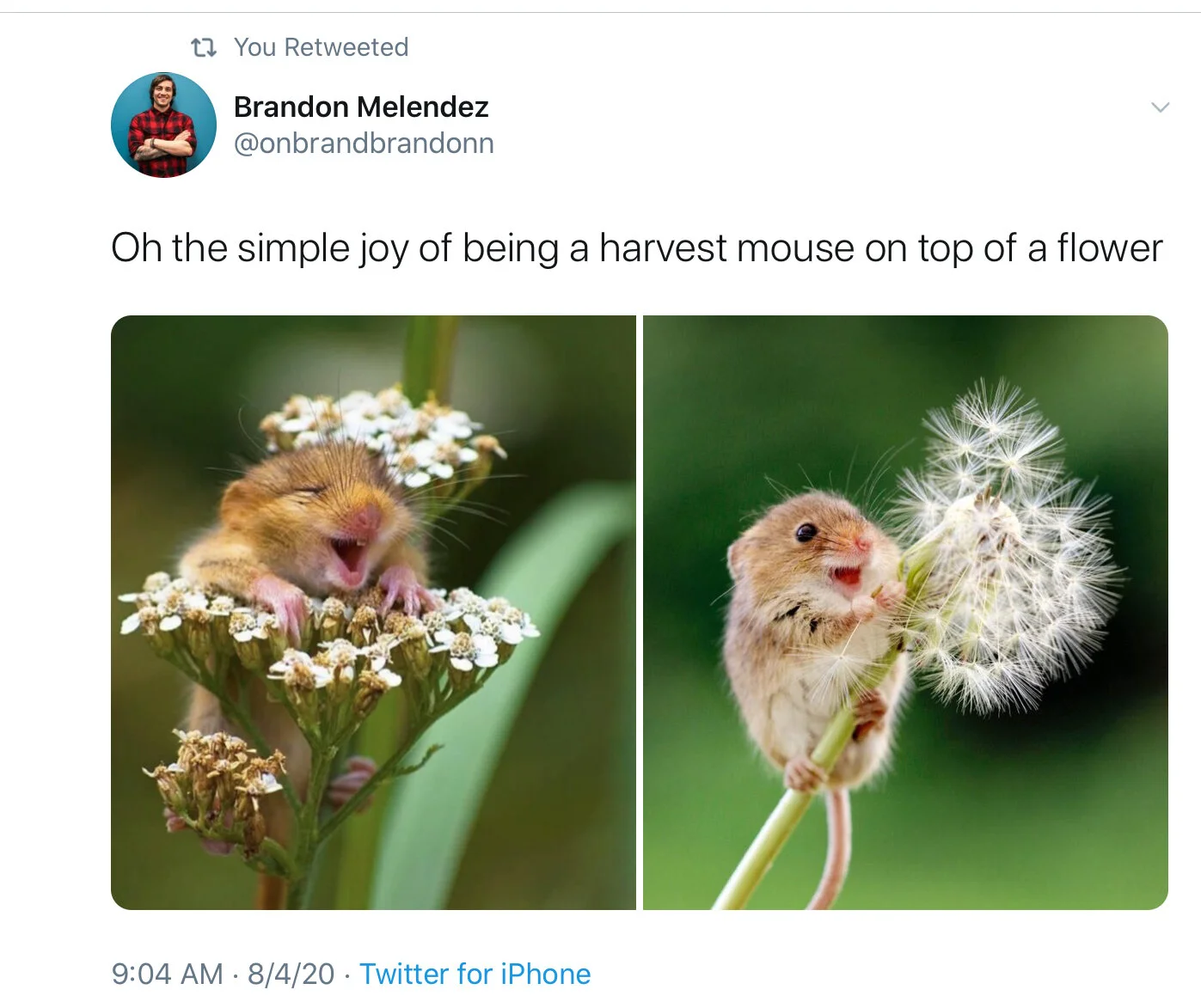 Because We All Need Some Happiness—A Twitter Prompt