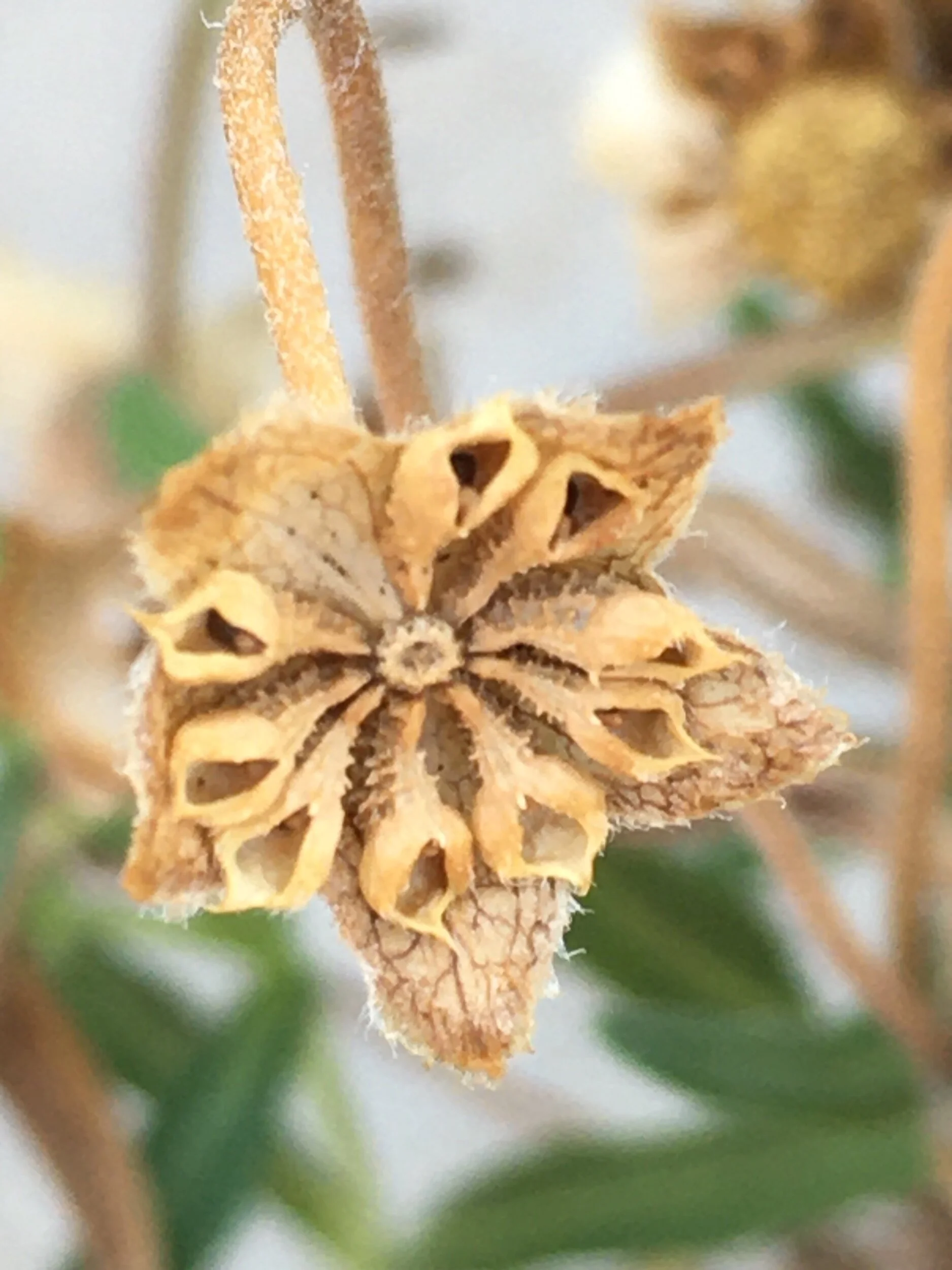 Unread Poems and Their Poets—Prompts Inspired by Wanda Coleman