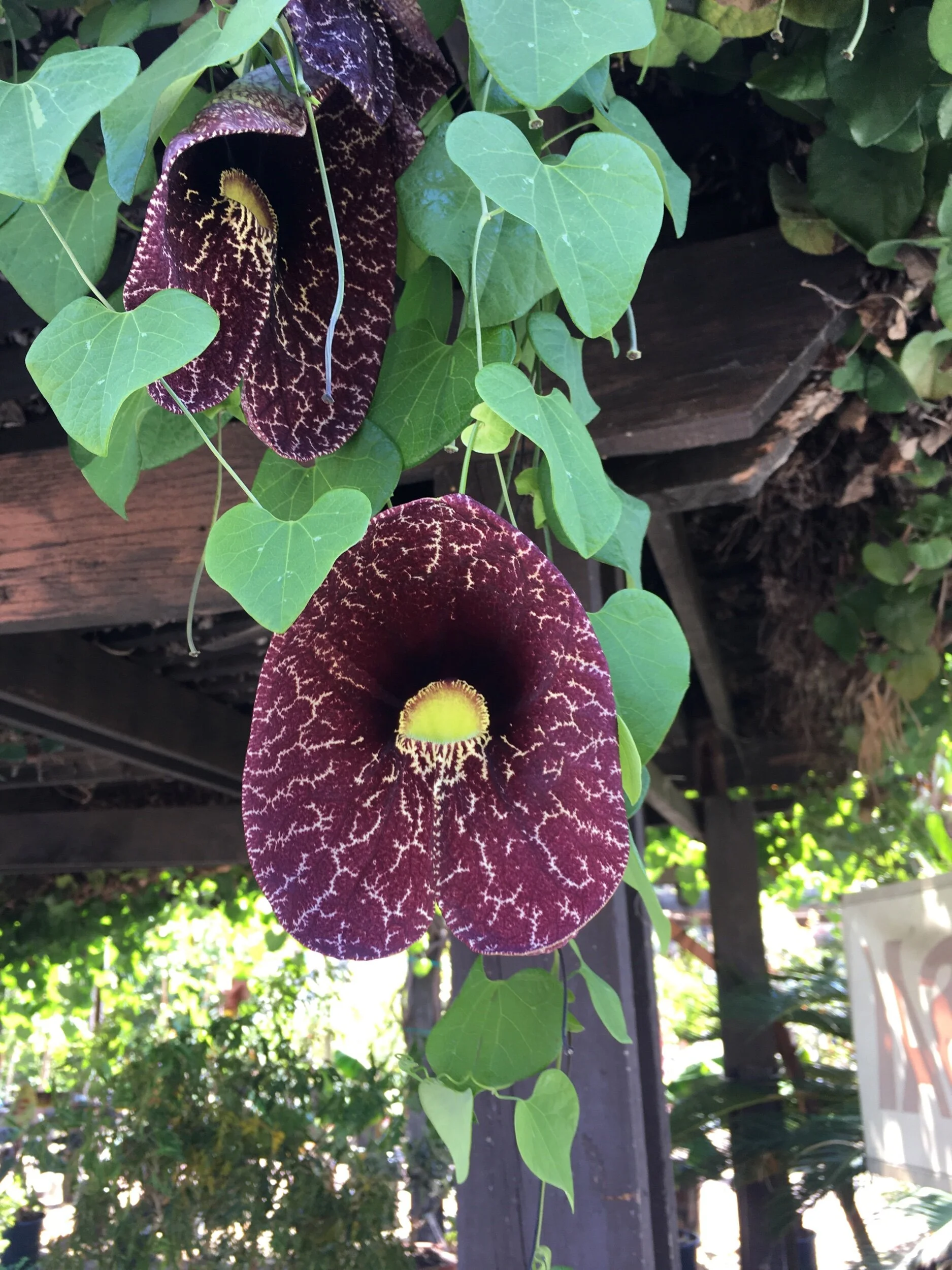 Prompt from Philip B. Williams