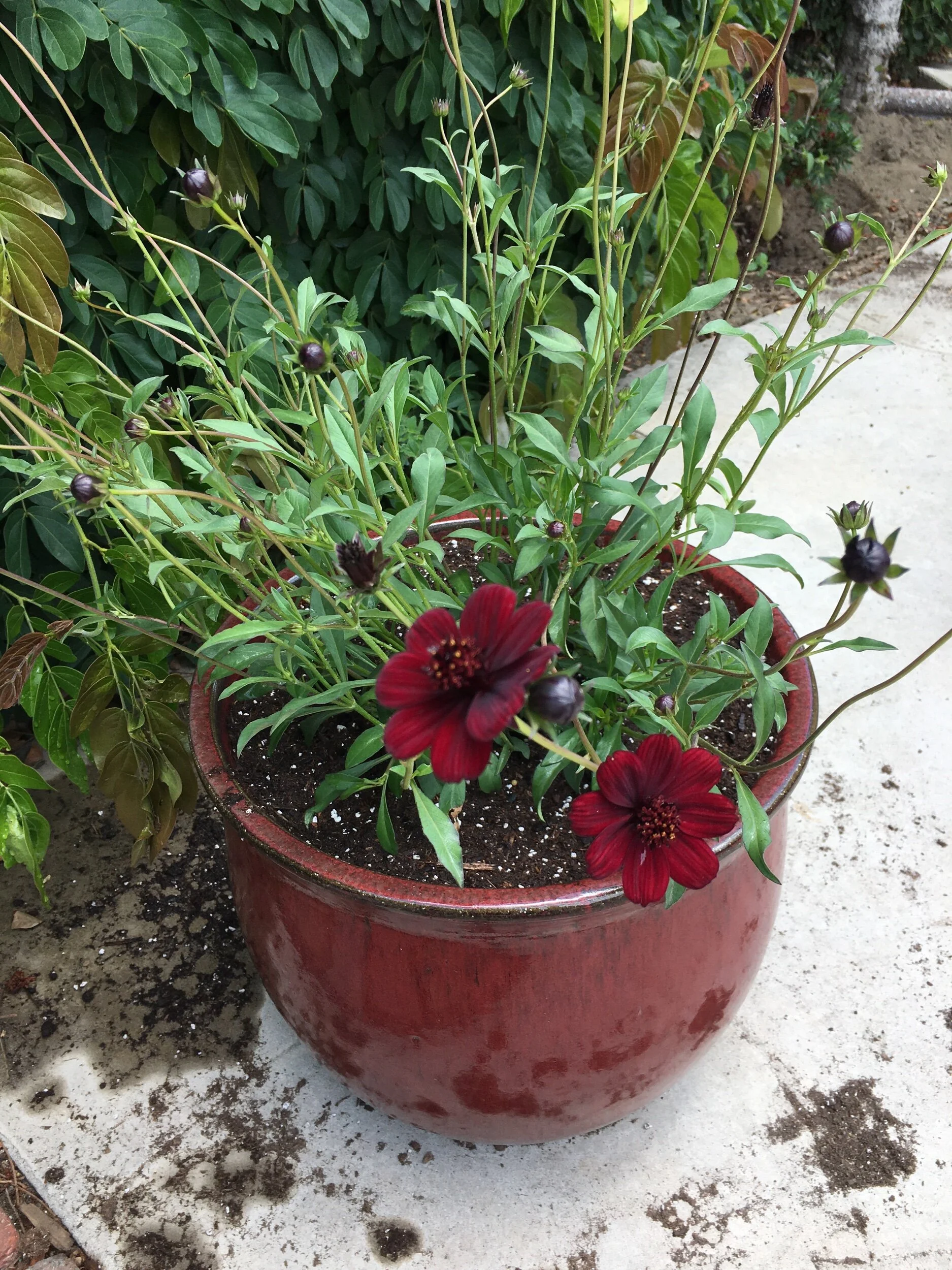 Mother’s Day—Prompts Inspired by