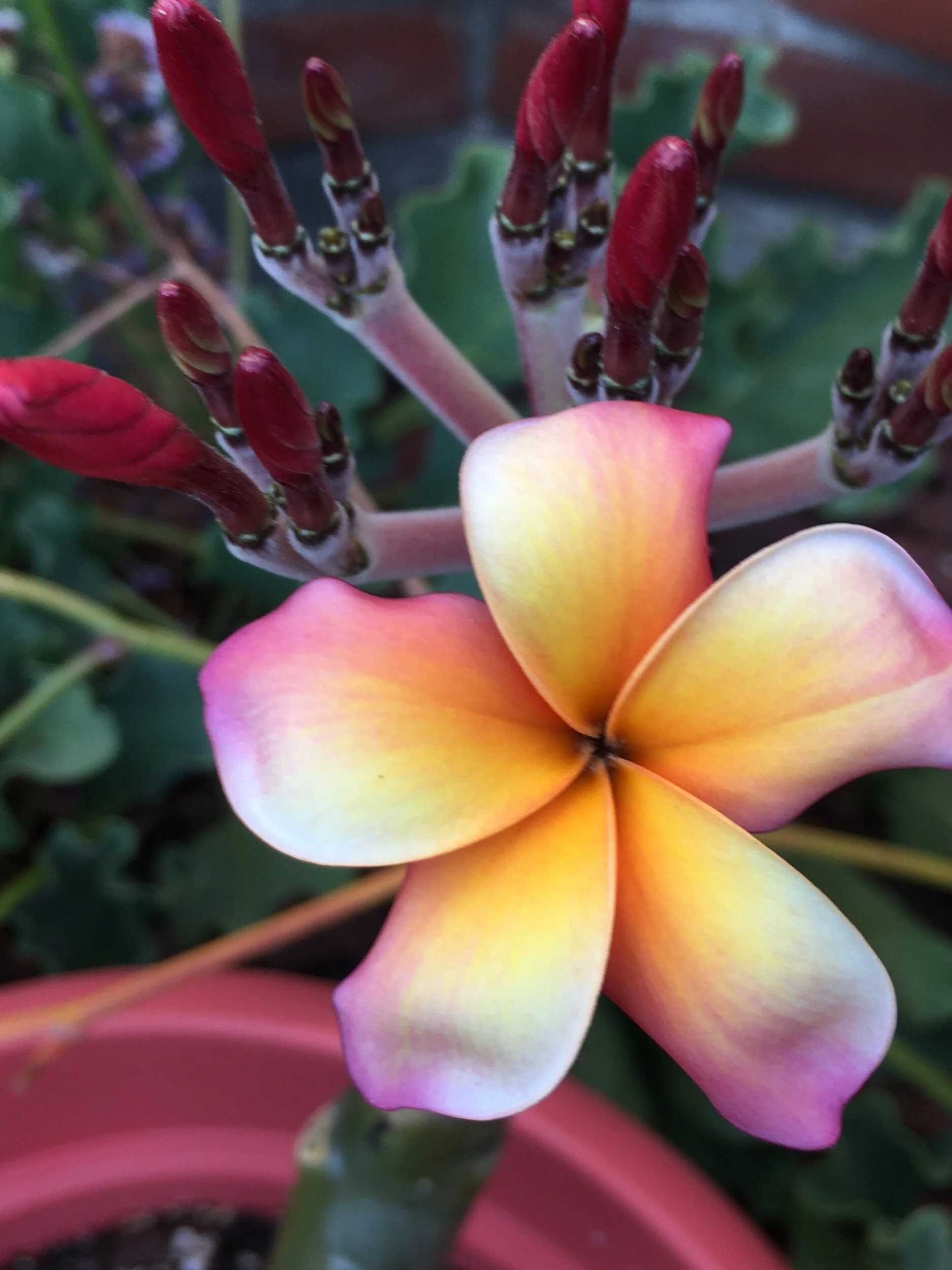 Retweeting a Poem that Begins with a Retweet—Prompt Inspired by Maggie Smith