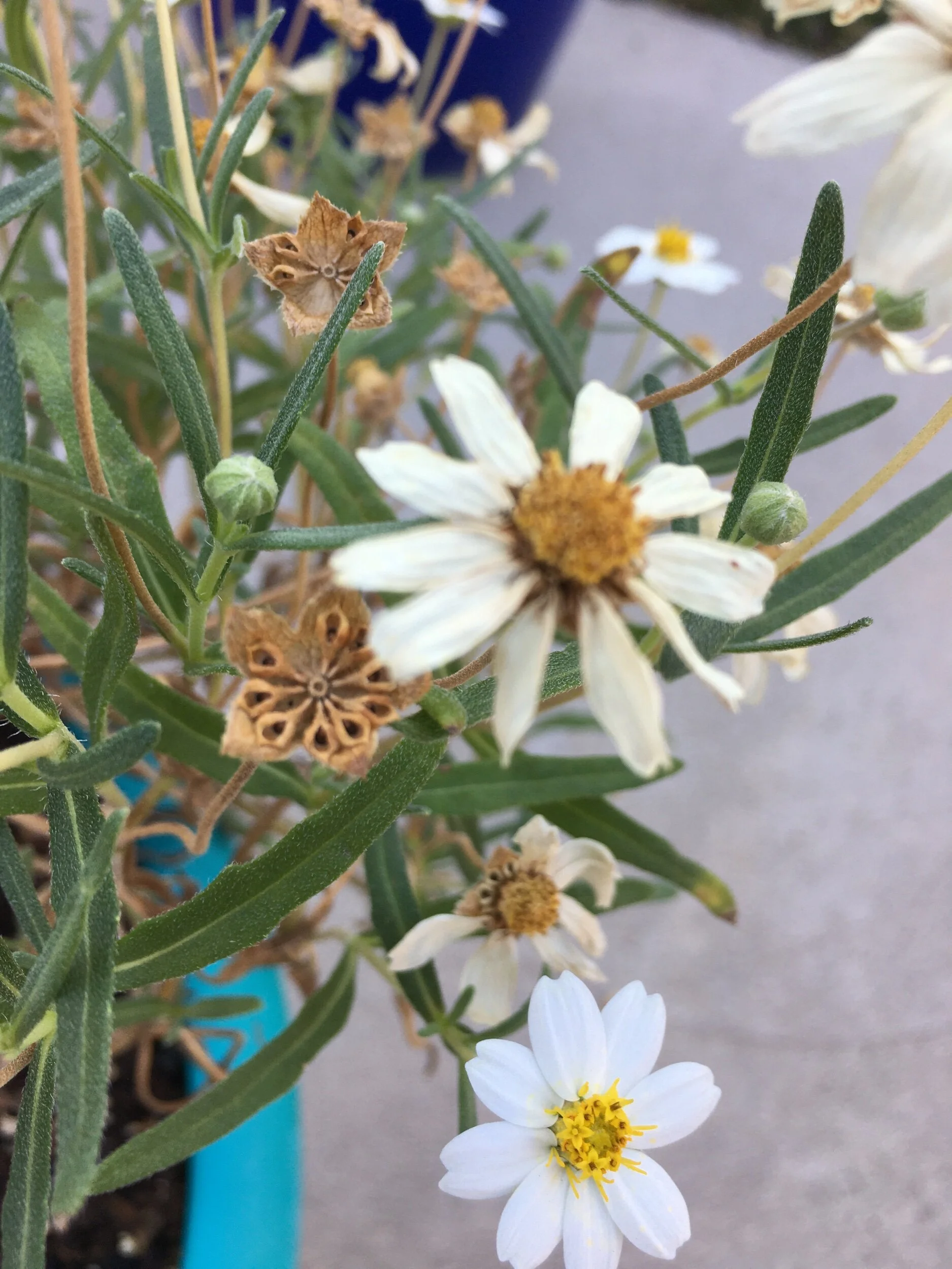 Prompts Inspired by Andrea Cohen—Thank You, Twitter!