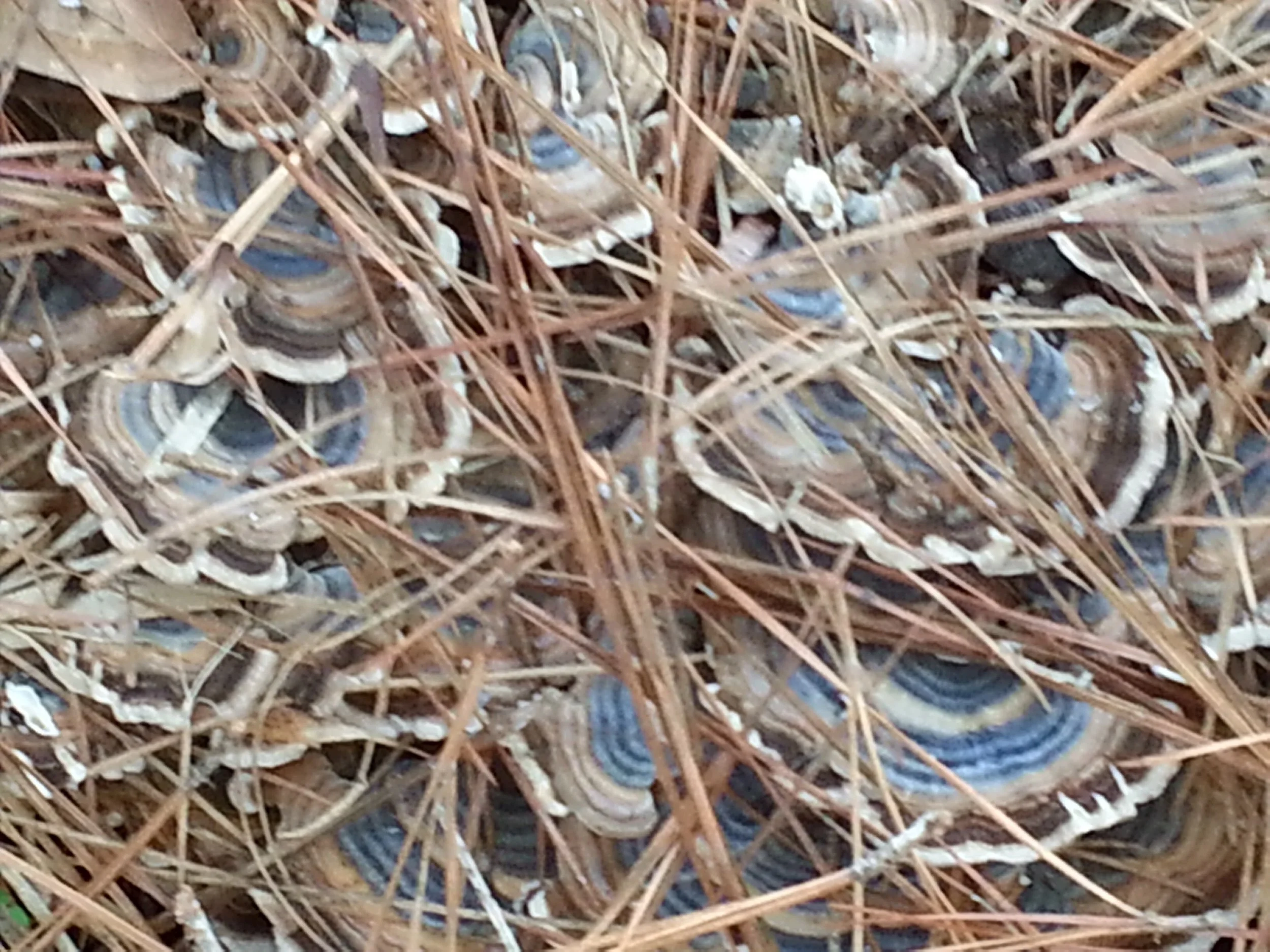 Prompt Inspired by Danez Smith—Thanks to Tara Skurtu