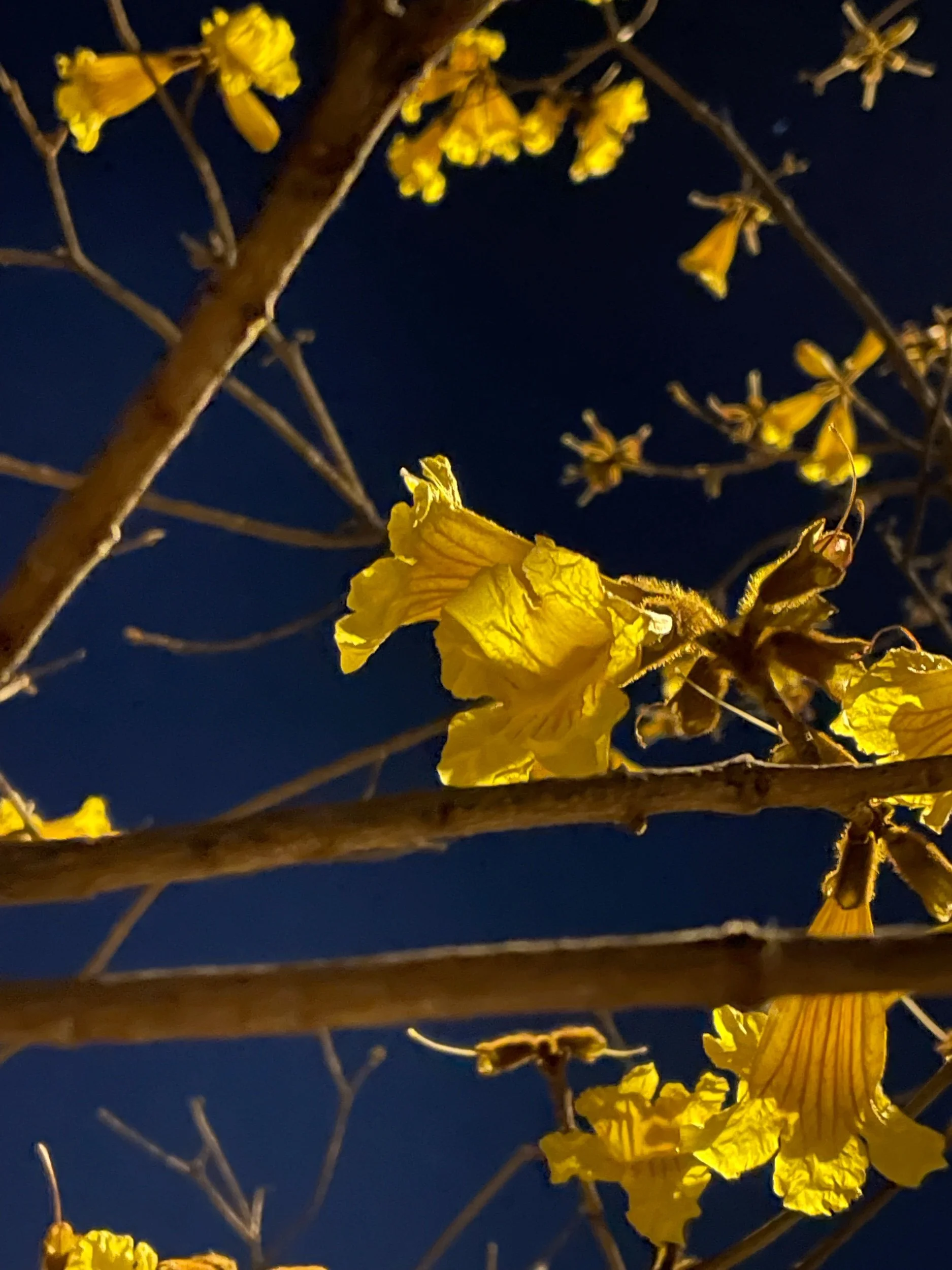 Ars Poetica—Prompts Inspired by Aracelis Girmay