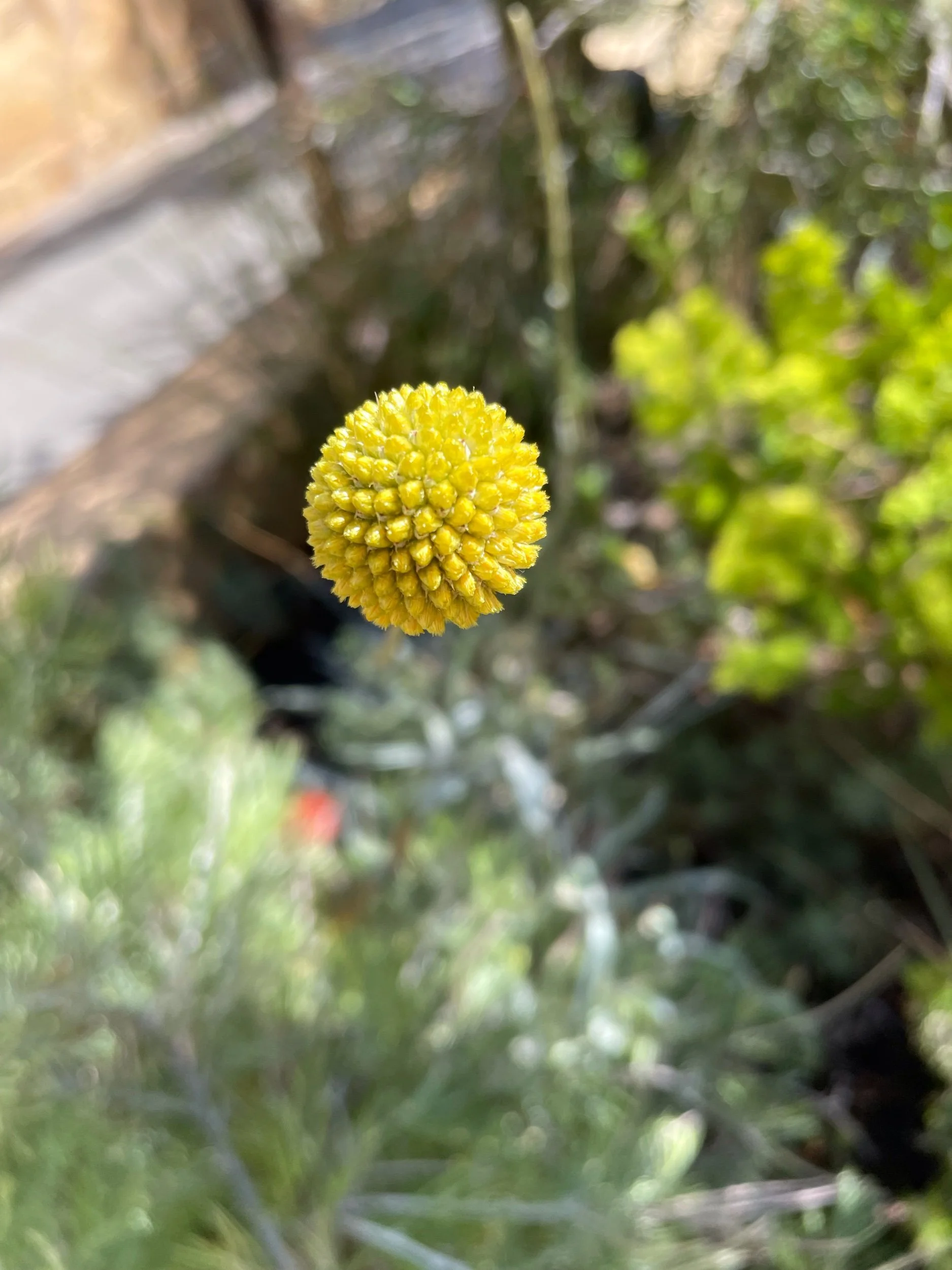 Prompts Inspired by Caroline Bird and Levitation—with Thanks to John McCullough