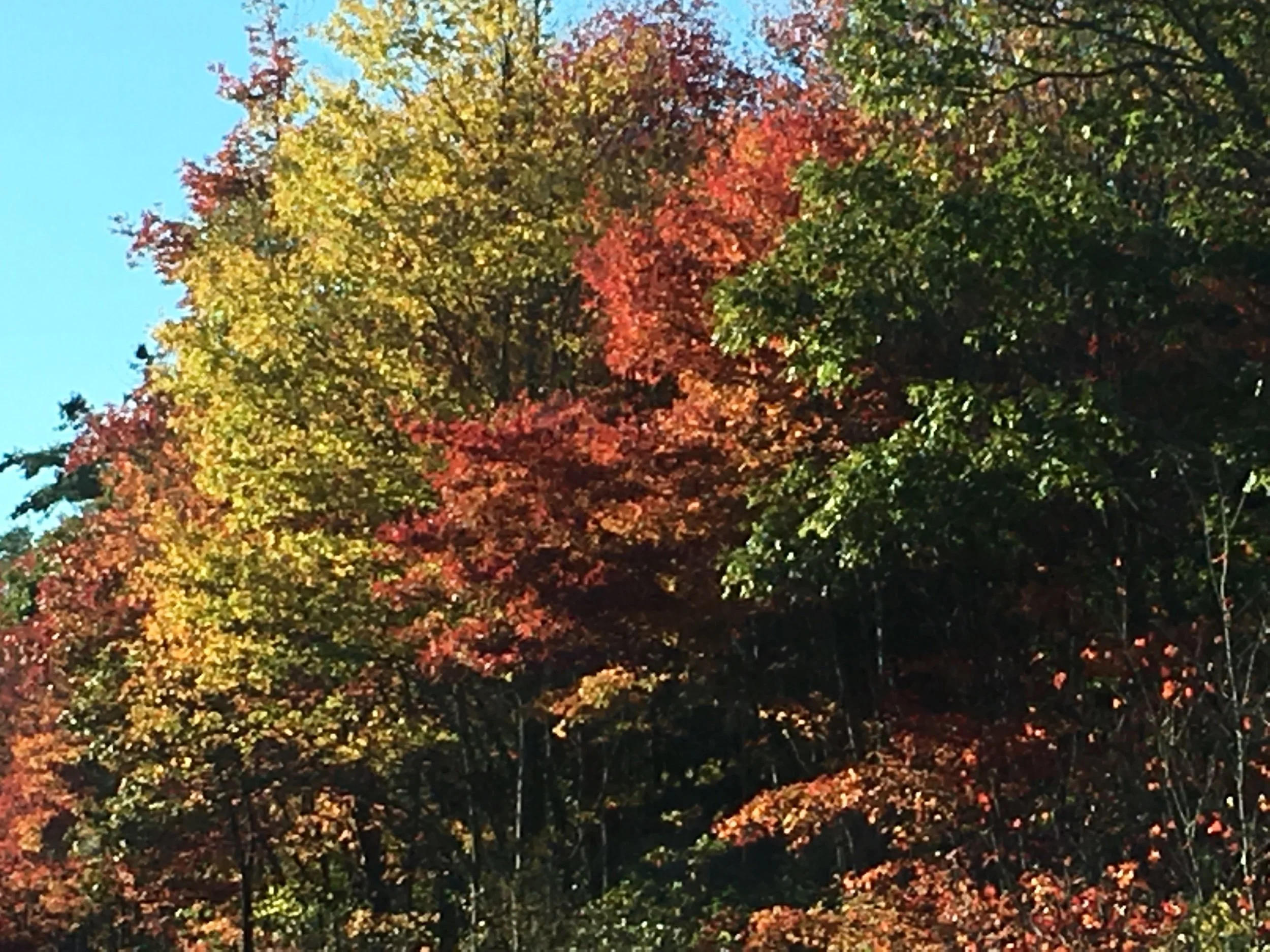 Autumn Gathering—No sad prompts, I promise