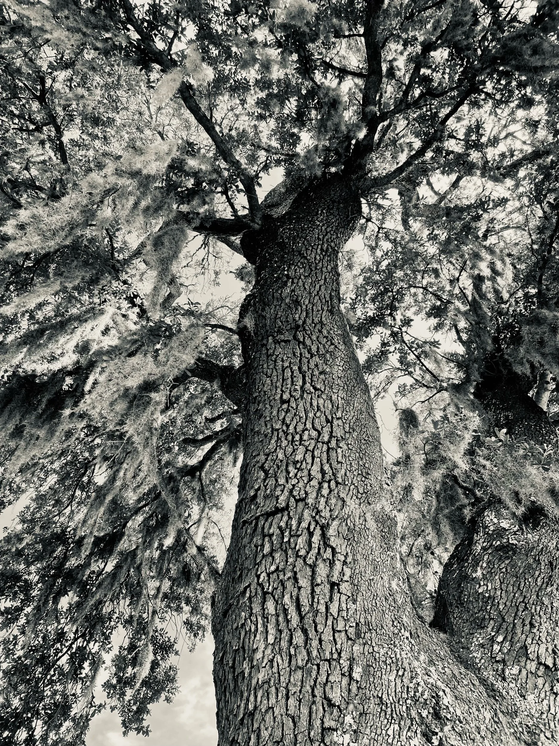 Writer’s Blocks and Bricks—Prompts Inspired by Linda Pastan