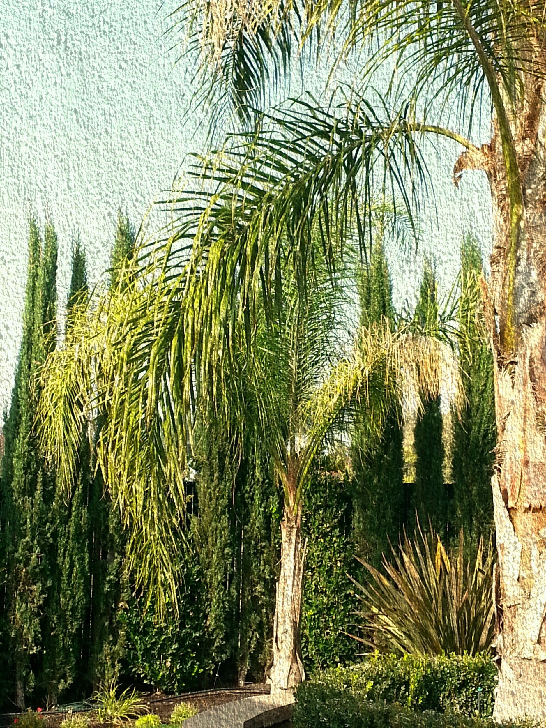 Write that Tree Poem—Stolen Prompt