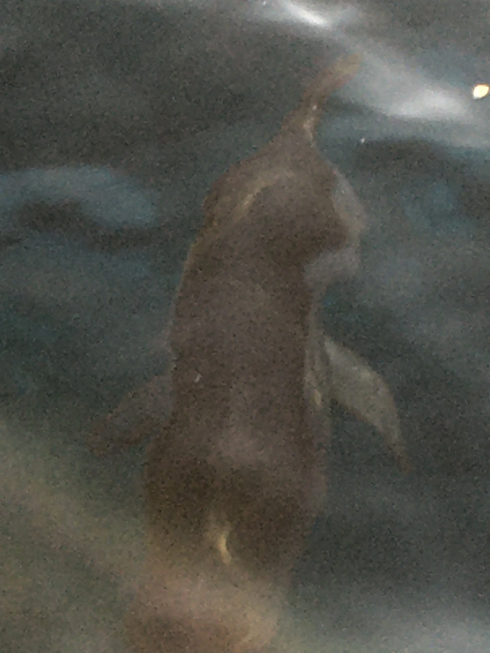 Prompts Inspired by Robert Hass