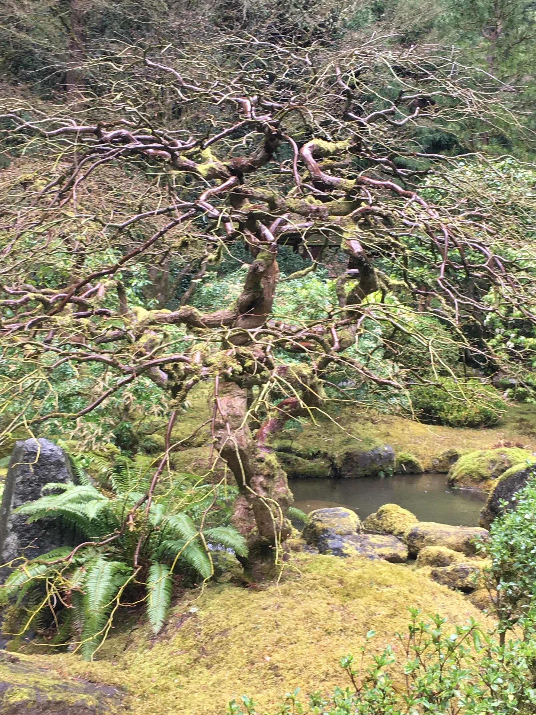 Family and Trees—Prompts Inspired by Sofia Fey